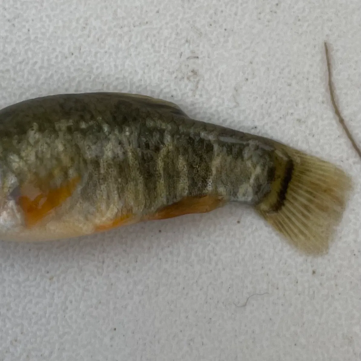 The most recent Sheepshead minnow catches on Fishbrain