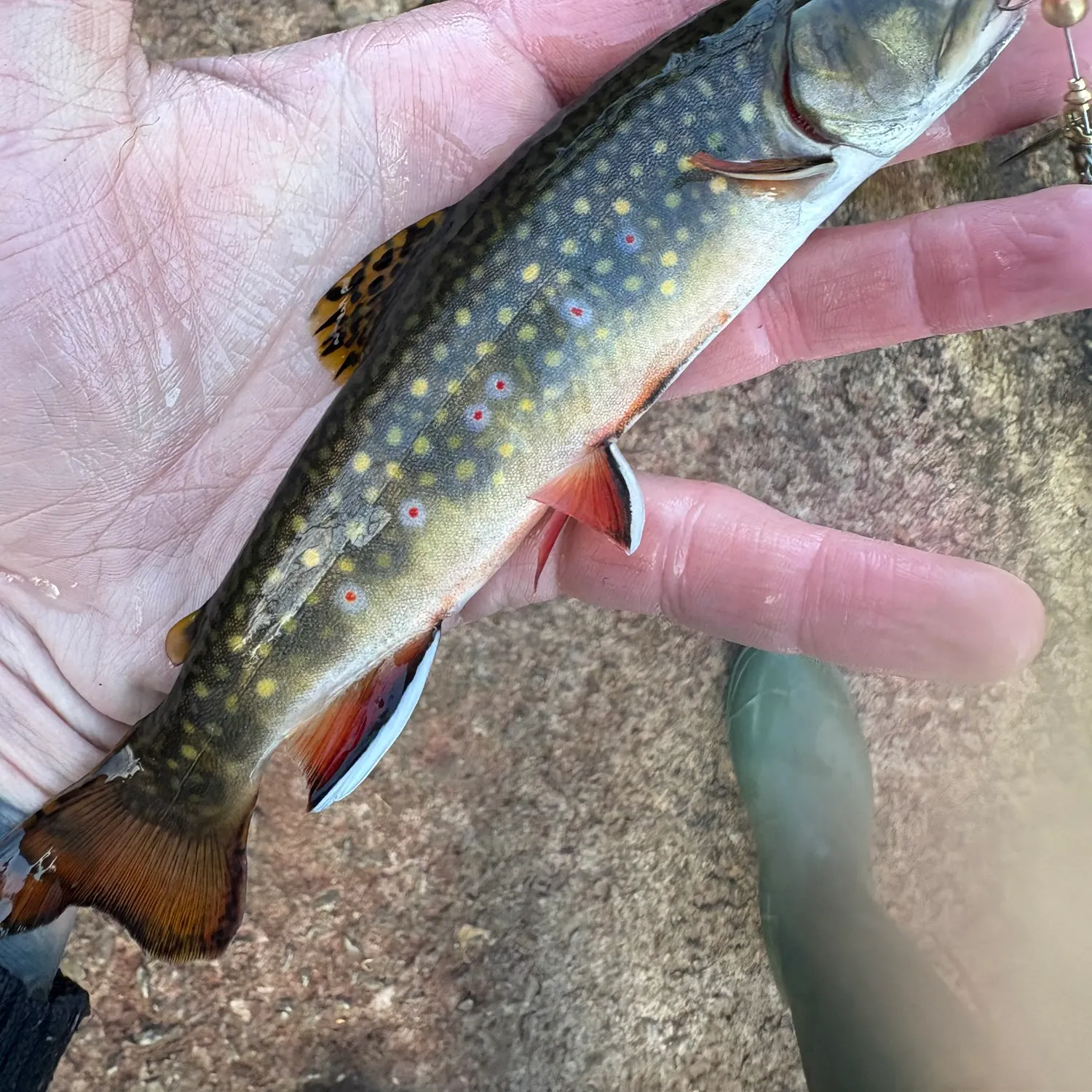 Brook trout caught on Fishbrain