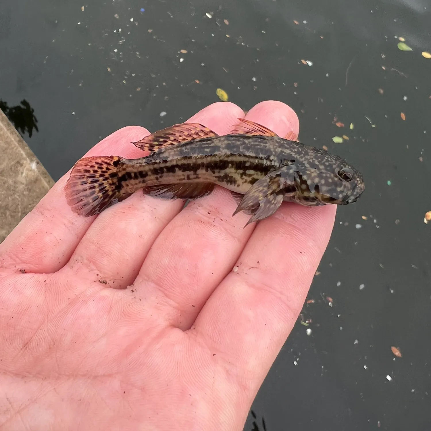 The most popular recent Frillfin goby catch on Fishbrain