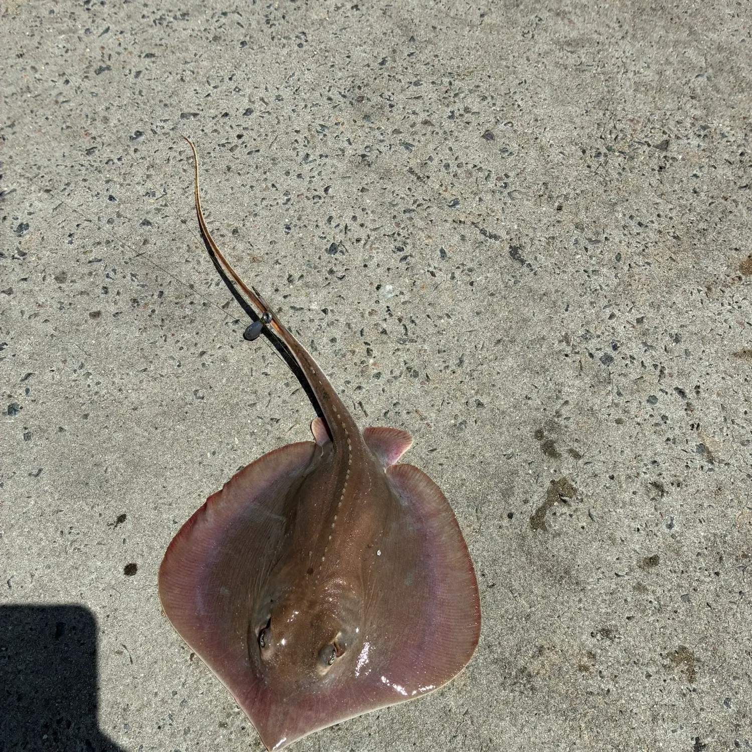 The most recent Atlantic stingray catches on Fishbrain