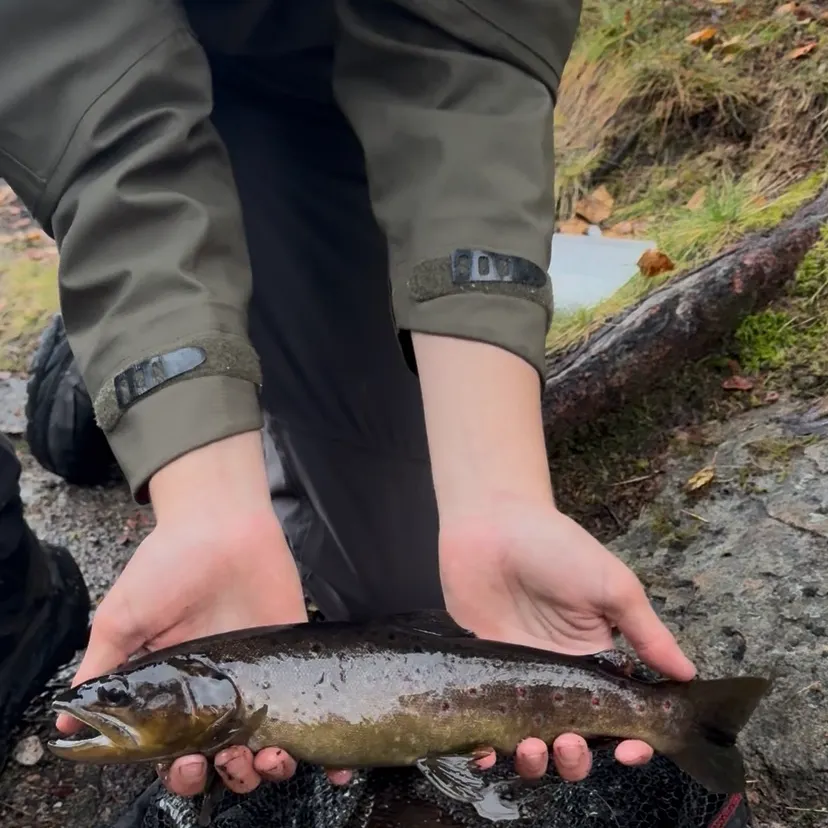 Brown trout caught on Fishbrain