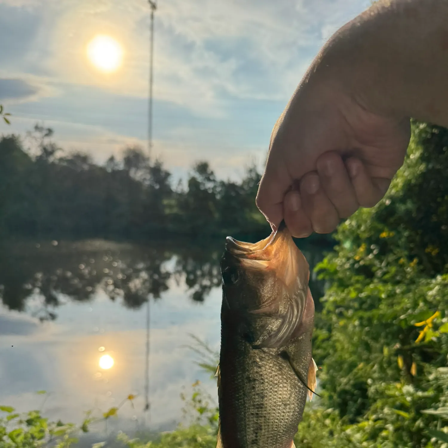 Largemouth bass caught on Fishbrain