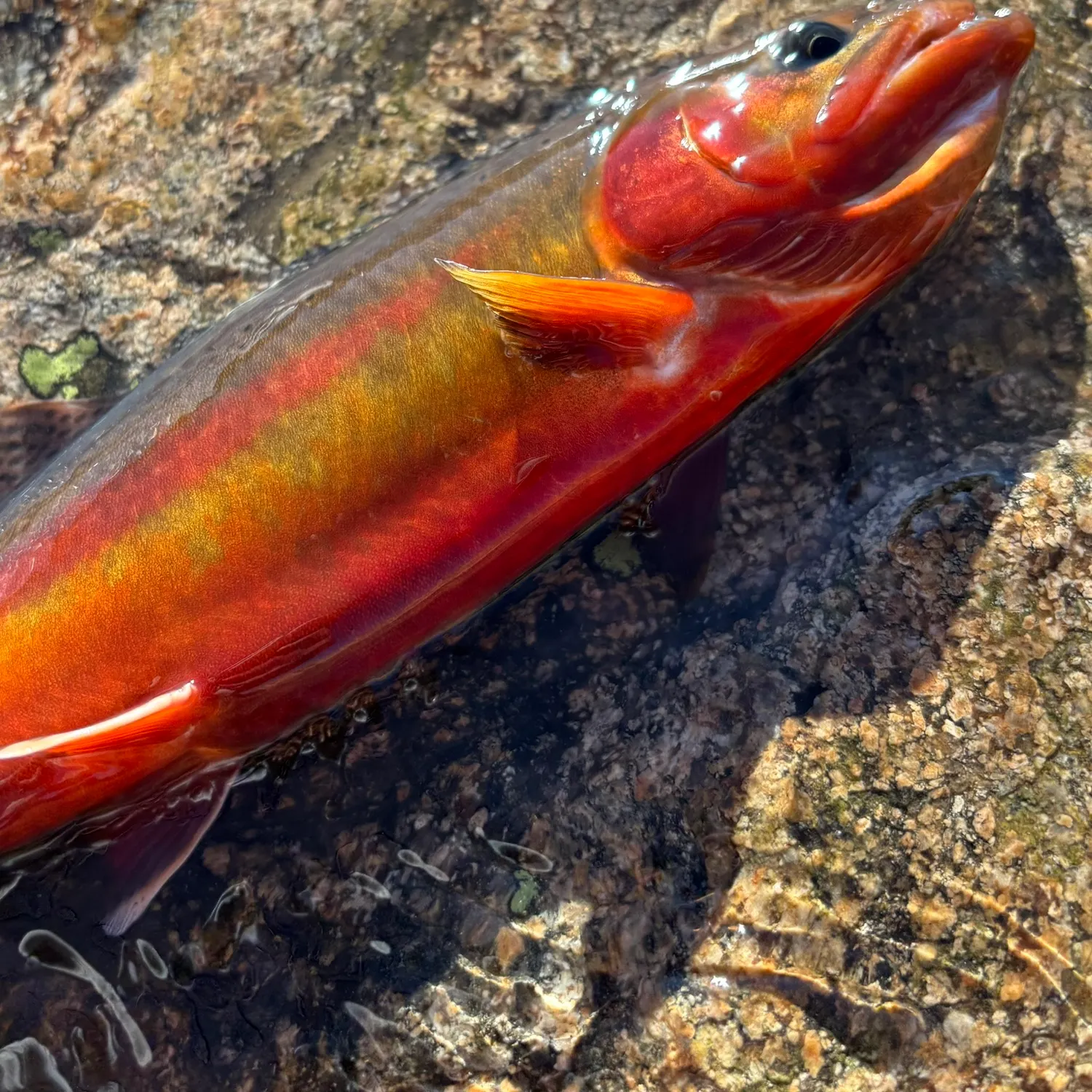 The most recent Golden trout catches on Fishbrain