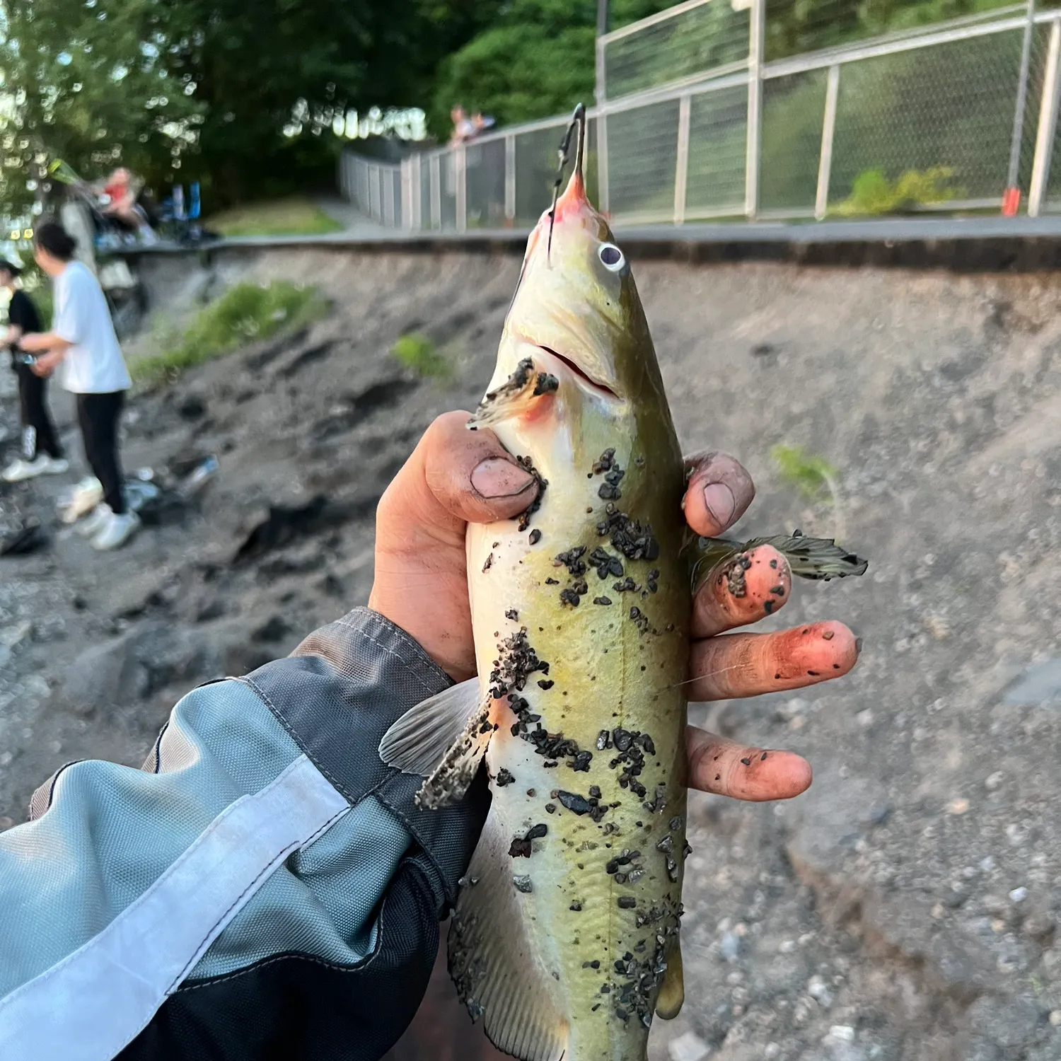 catch