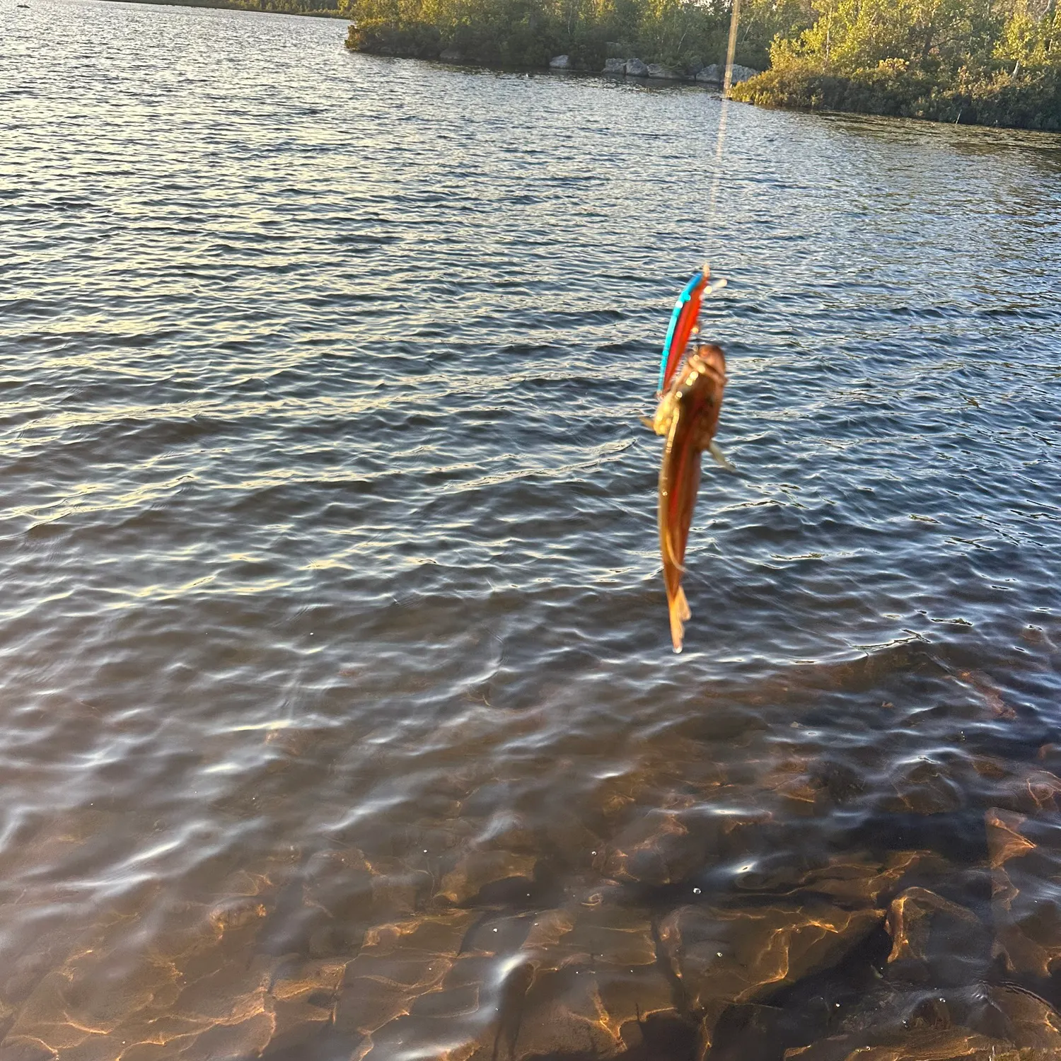 Smallmouth bass caught on Fishbrain