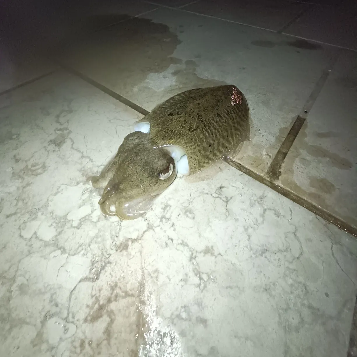 The most recent Common cuttlefish catches on Fishbrain