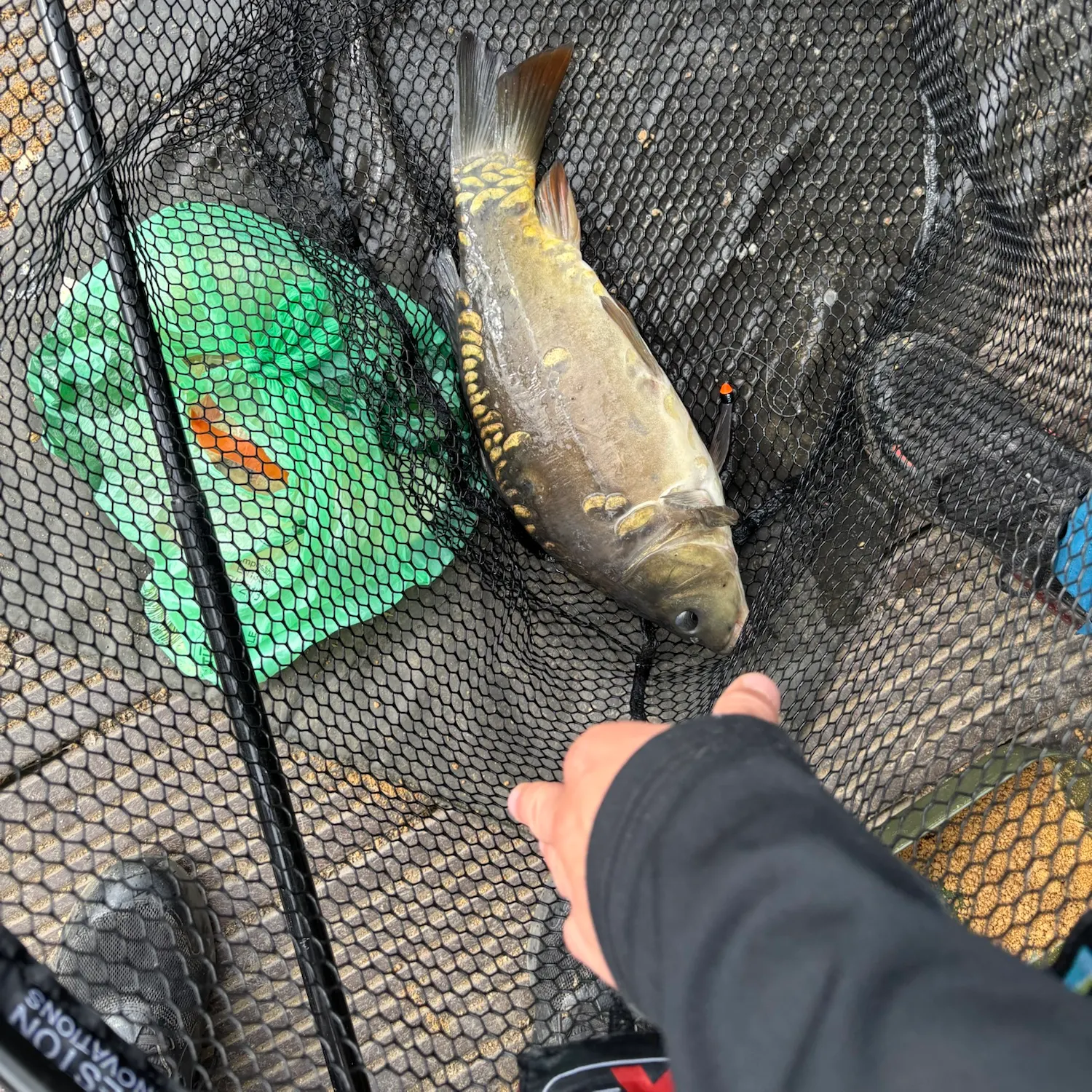 Mirror carp caught on Fishbrain