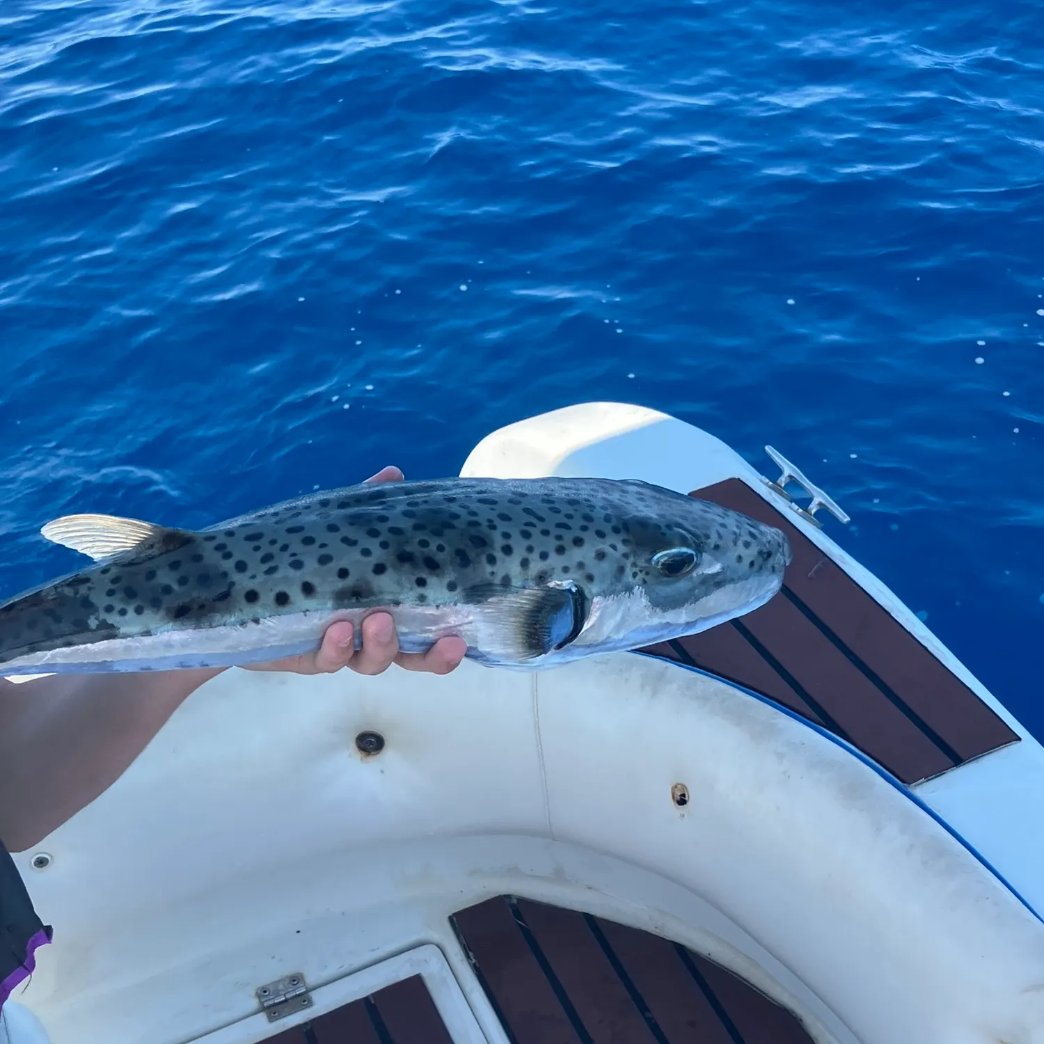 The most recent Silver-cheeked toadfish catches on Fishbrain