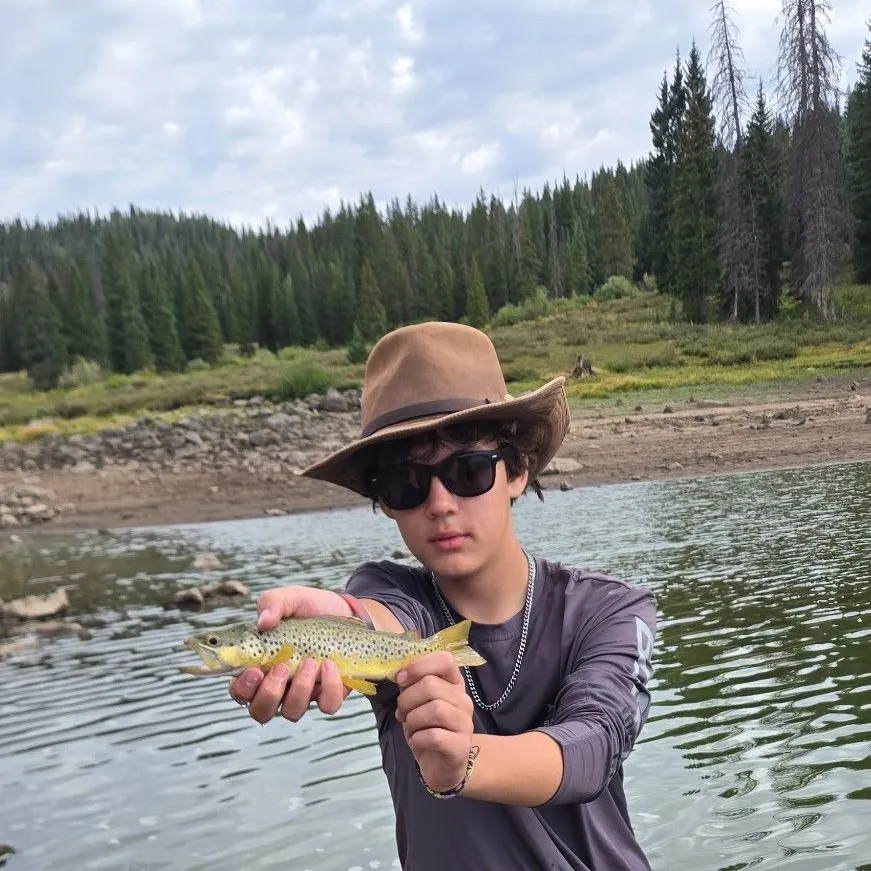 Brown trout caught on Fishbrain