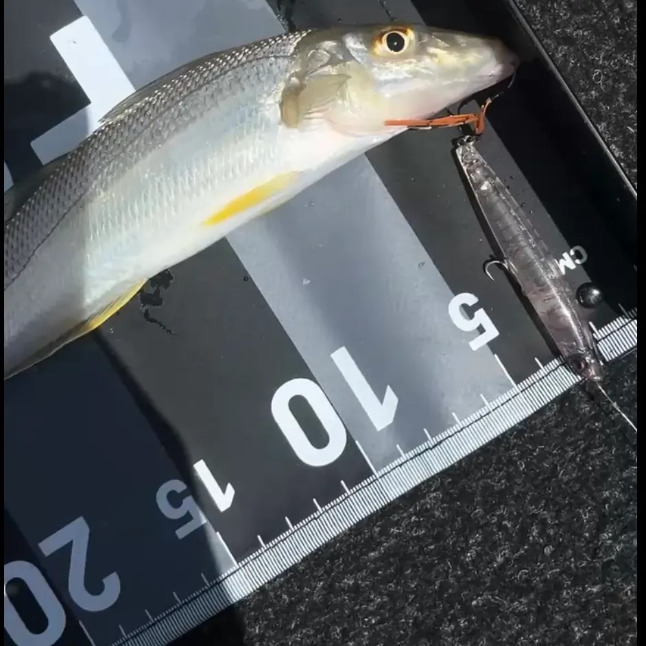 The most recent Sand sillago catches on Fishbrain