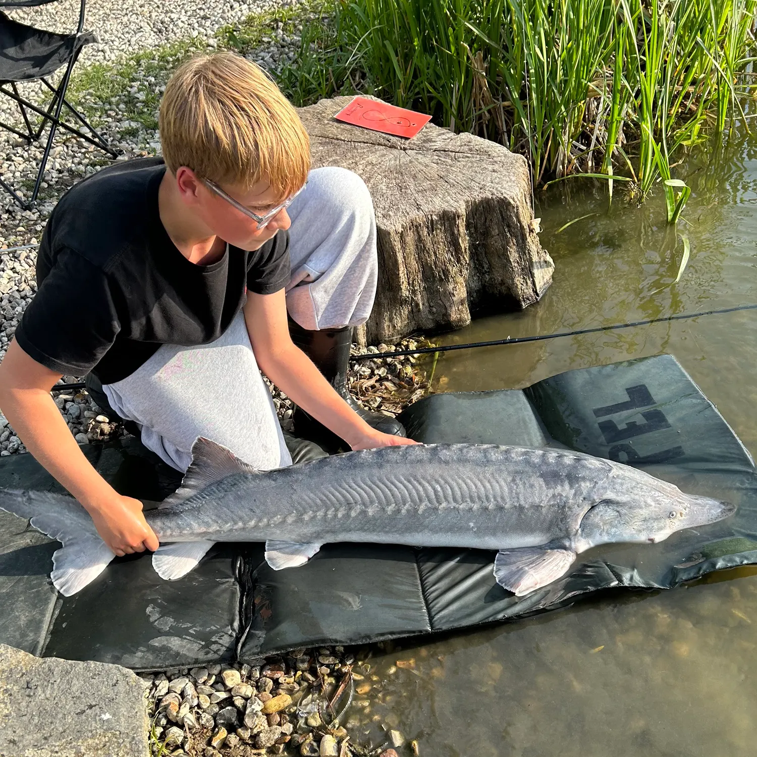 The most recent Beluga sturgeon catches on Fishbrain
