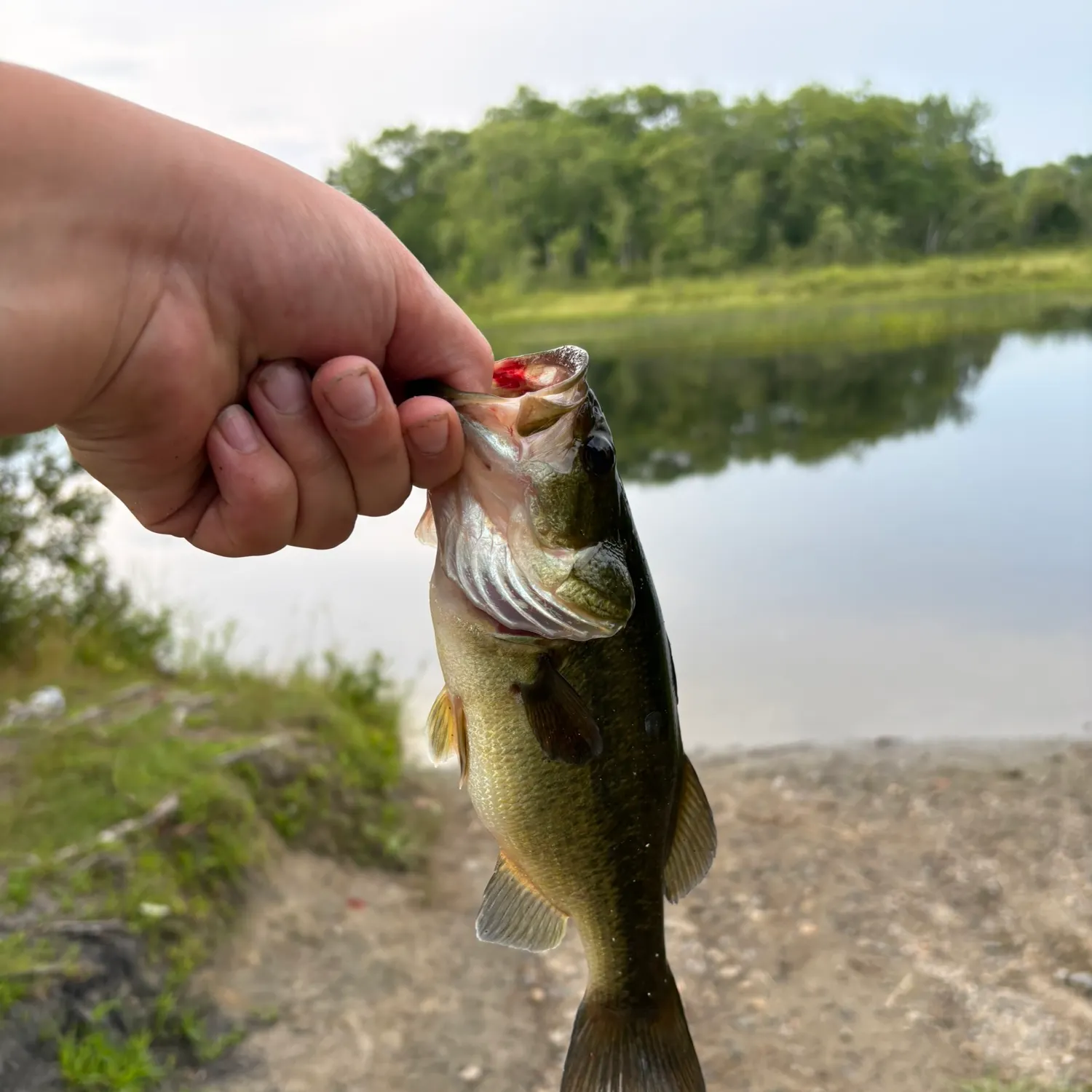 Largemouth bass caught on Fishbrain
