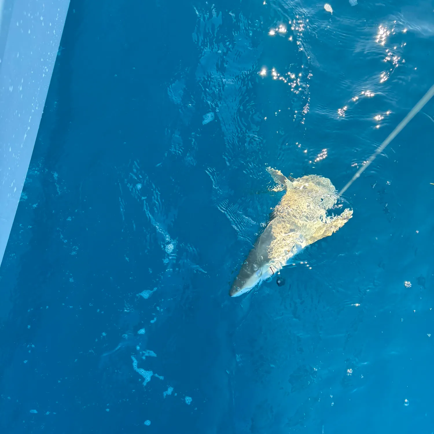 The most recent Lemon shark catches on Fishbrain