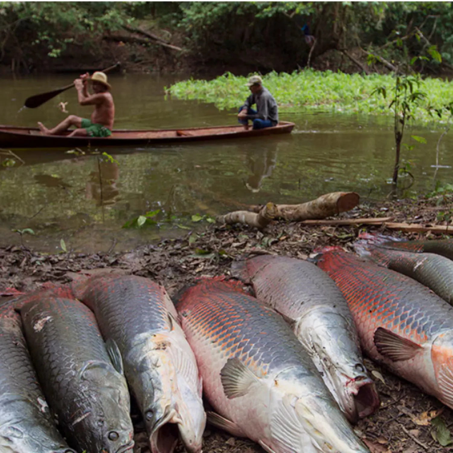 The most recent Arapaima catches on Fishbrain