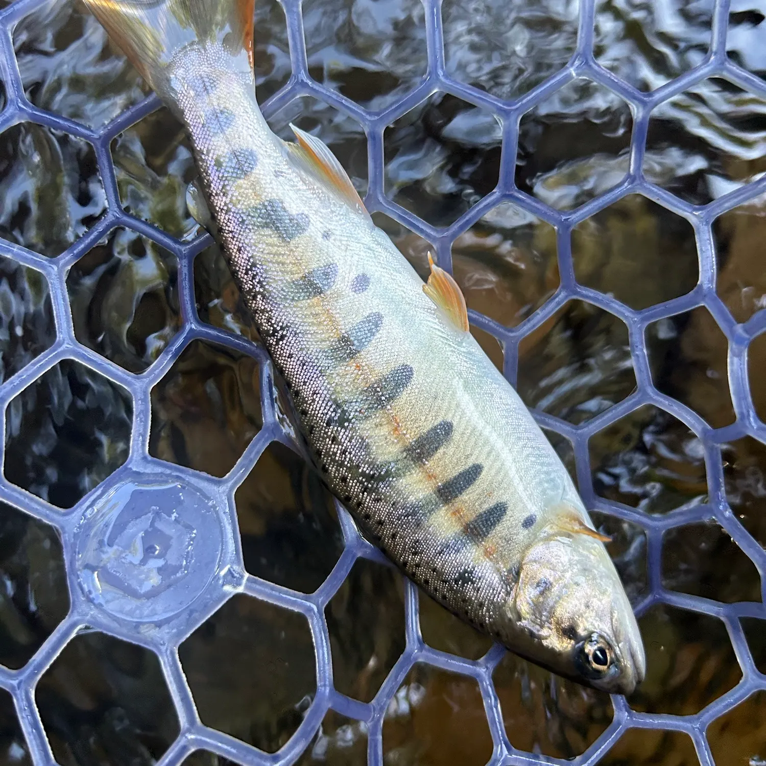 The most recent Cherry salmon catches on Fishbrain