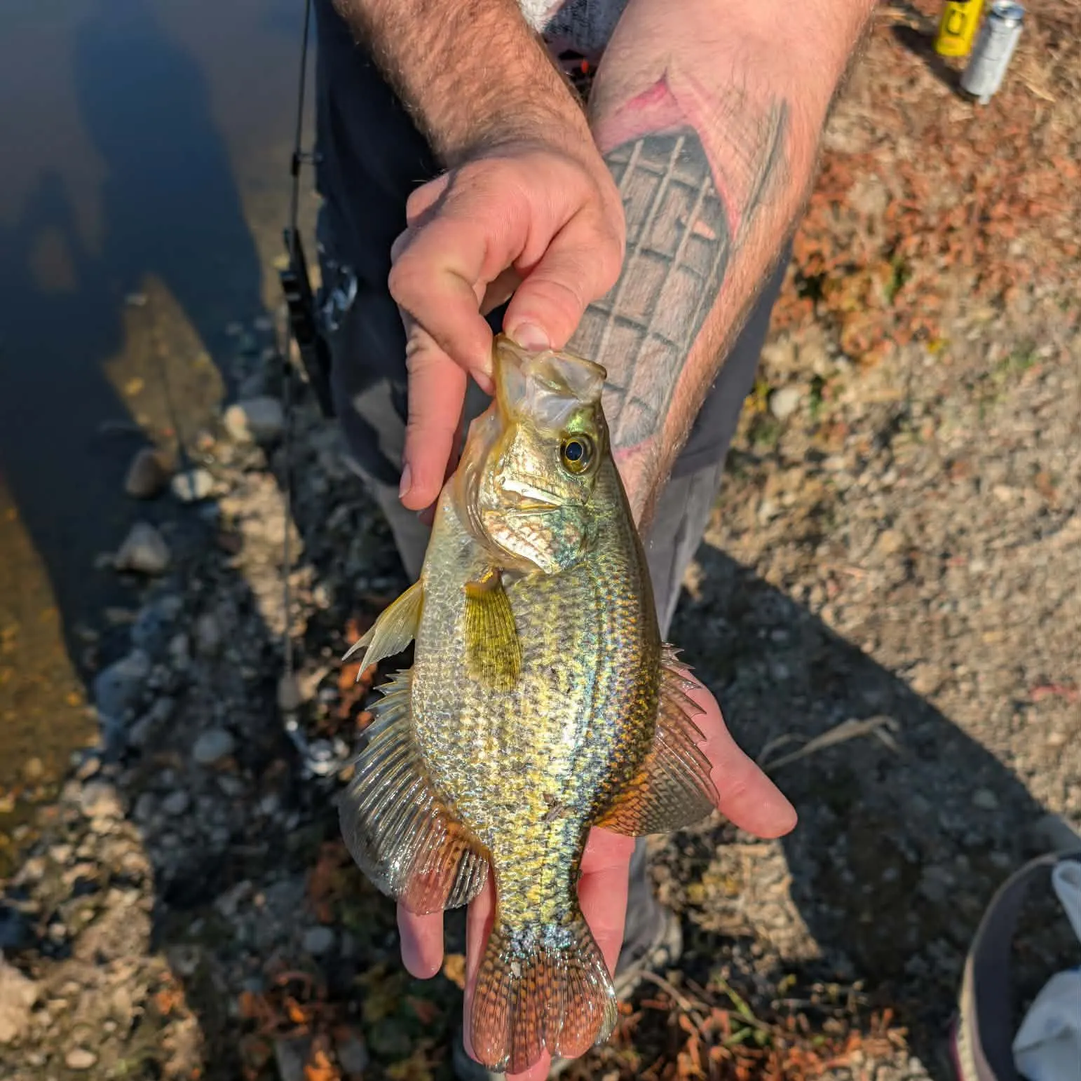 Black crappie caught on Fishbrain