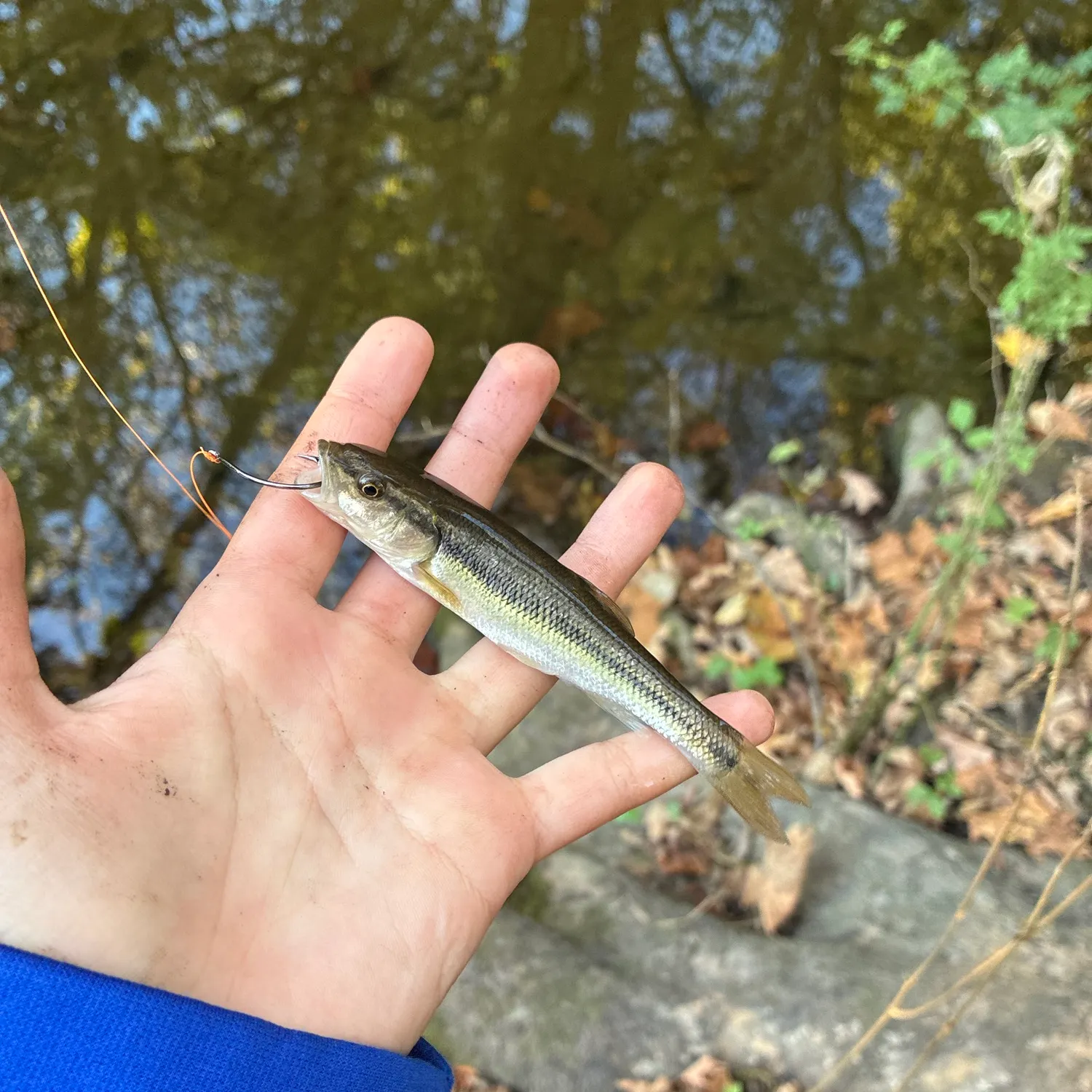 Creek chub caught on Fishbrain