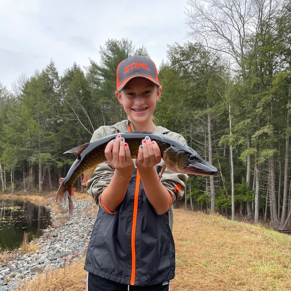 Chain pickerel caught on Fishbrain