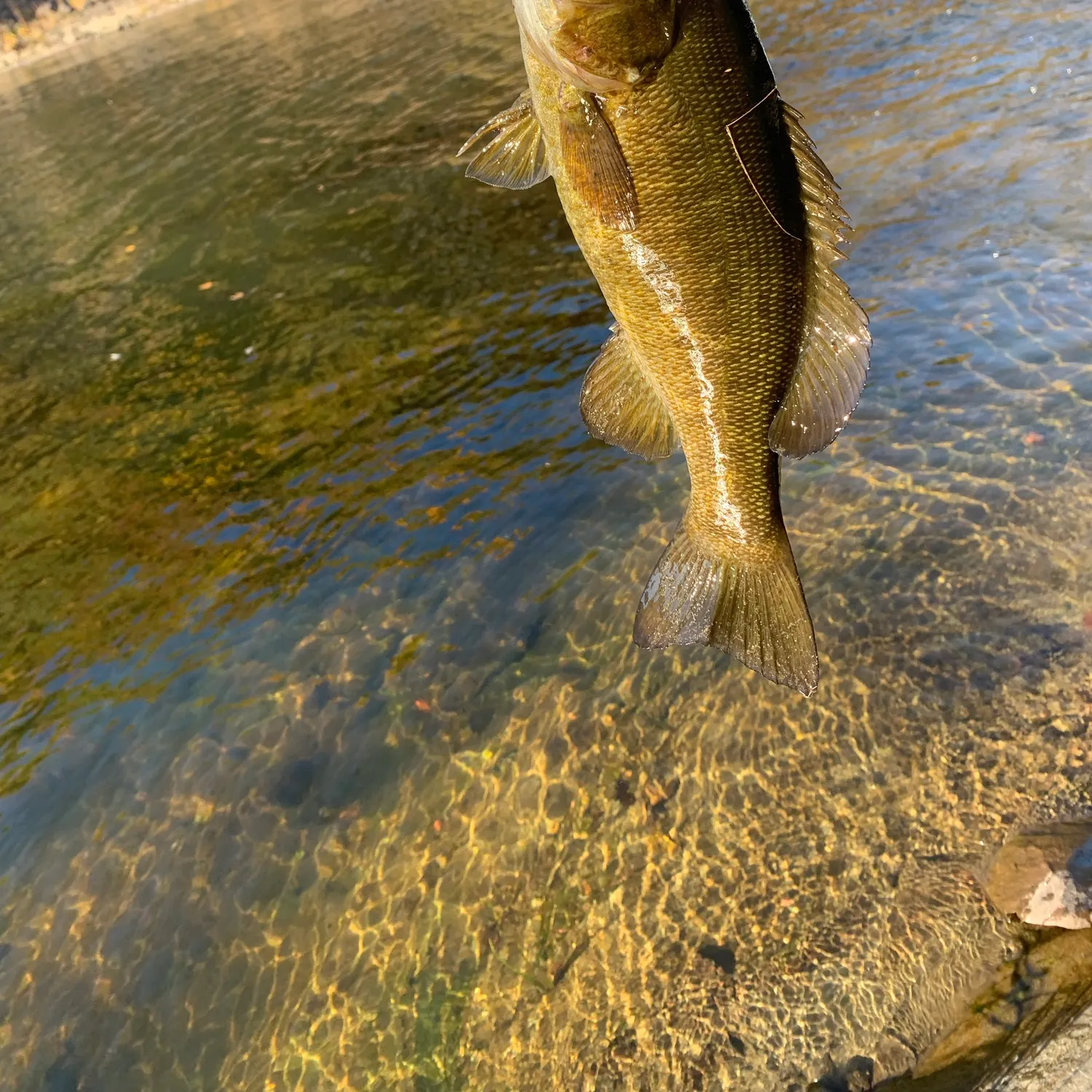 Smallmouth bass caught on Fishbrain