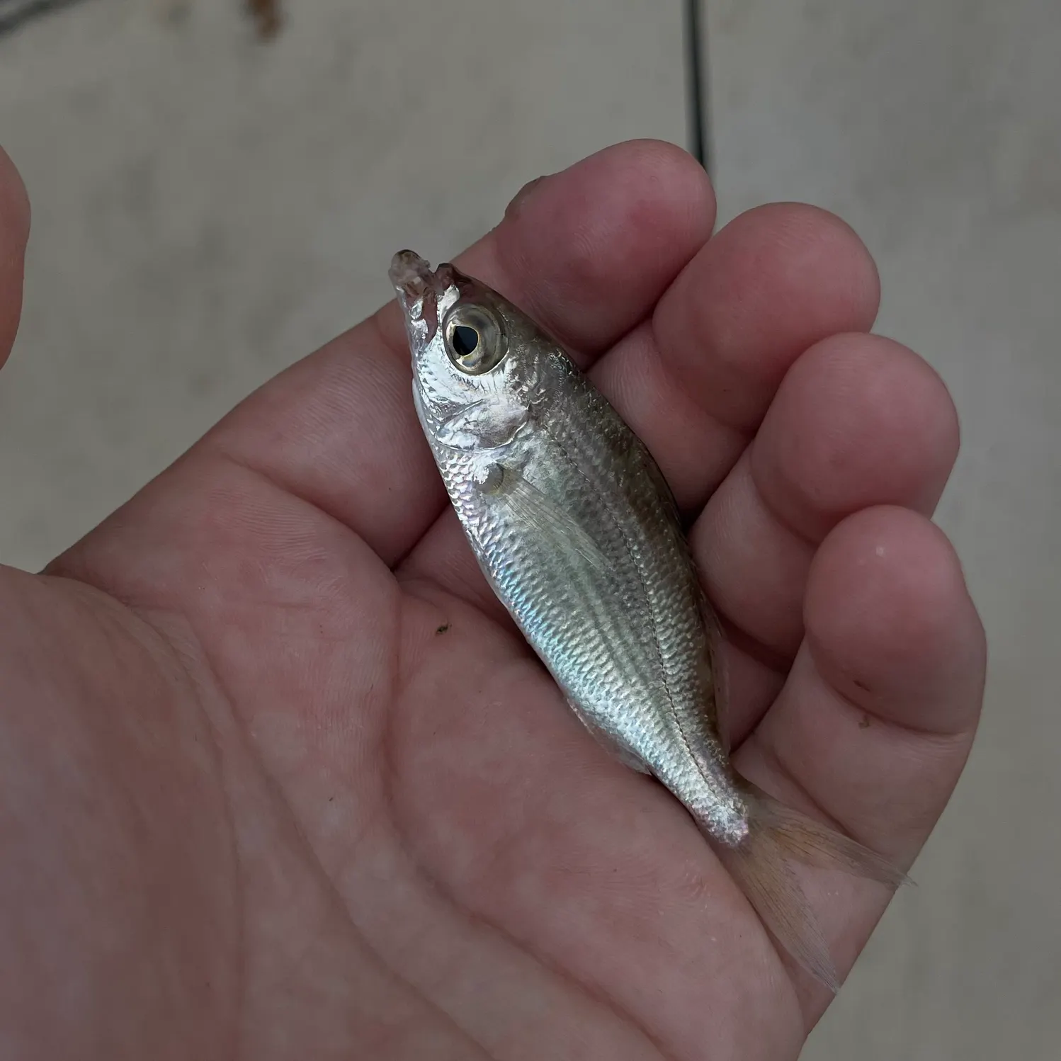 The most recent Atlantic spotfin mojarra catches on Fishbrain
