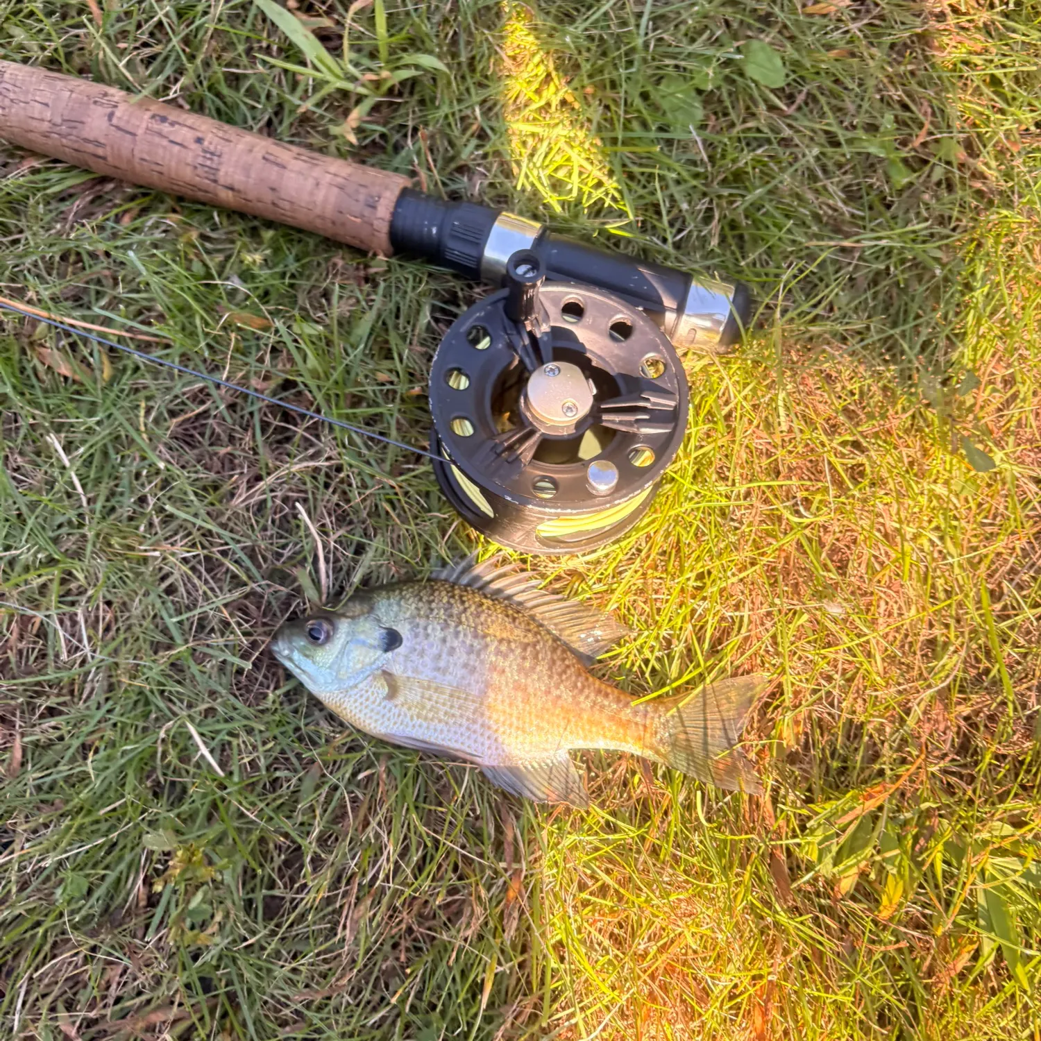 Bluegill caught on Fishbrain