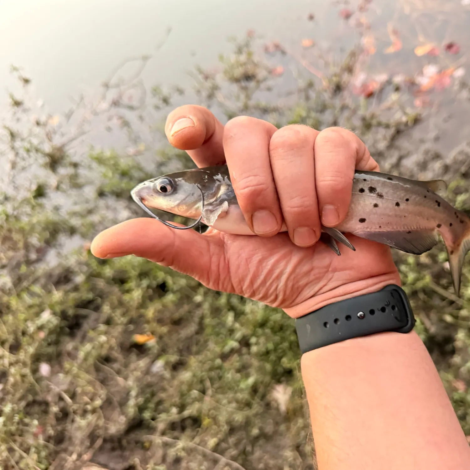 Channel catfish caught on Fishbrain