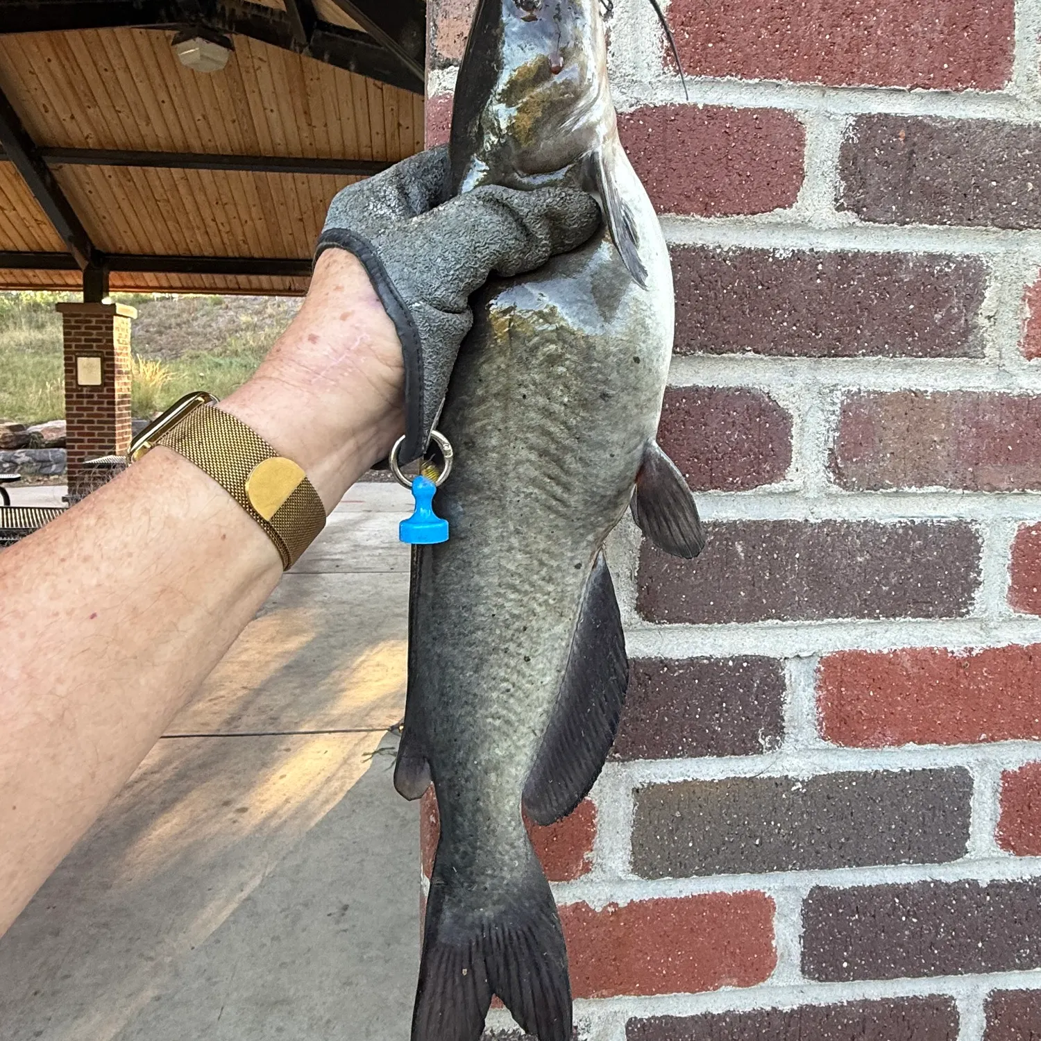 Channel catfish caught on Fishbrain