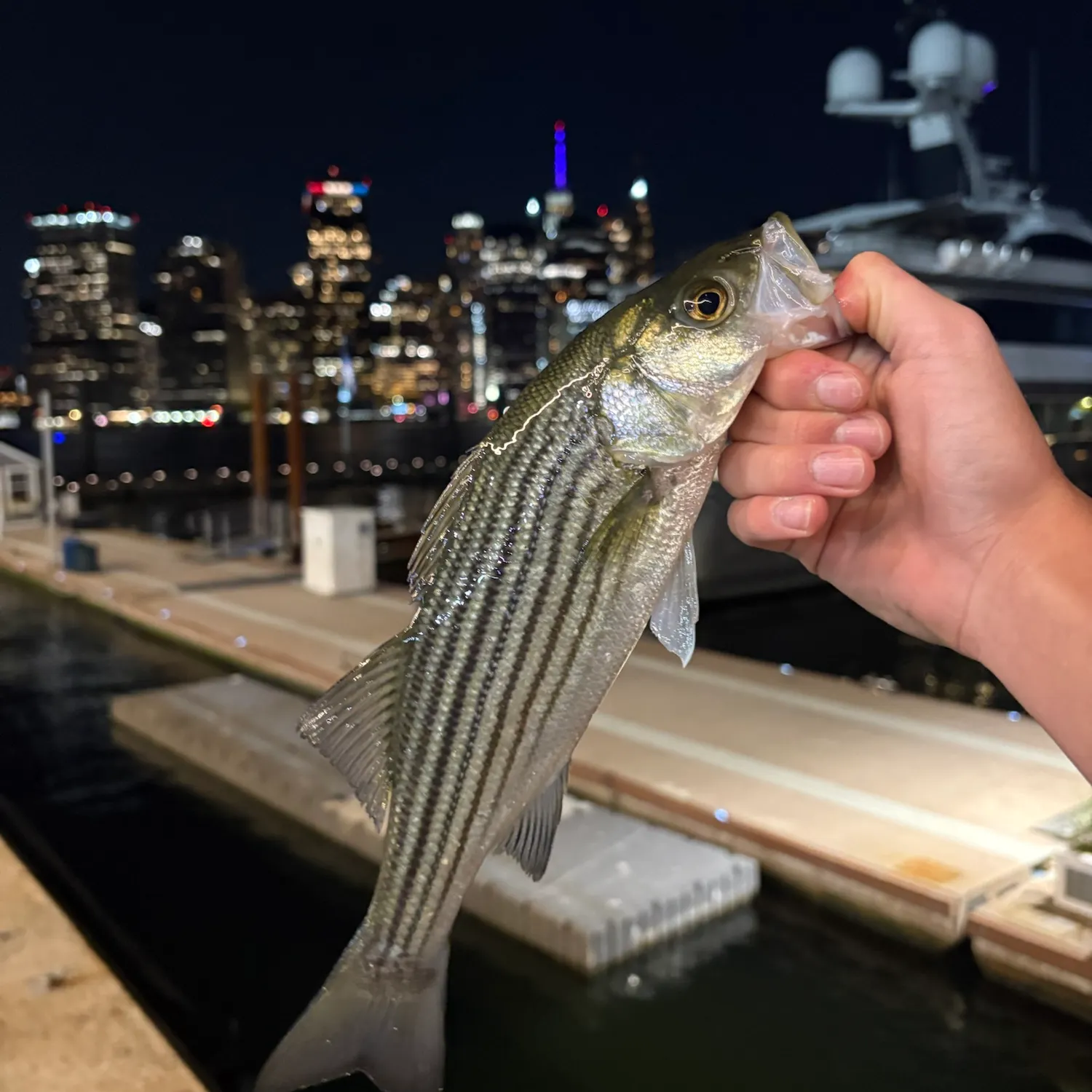 Striped bass caught on Fishbrain
