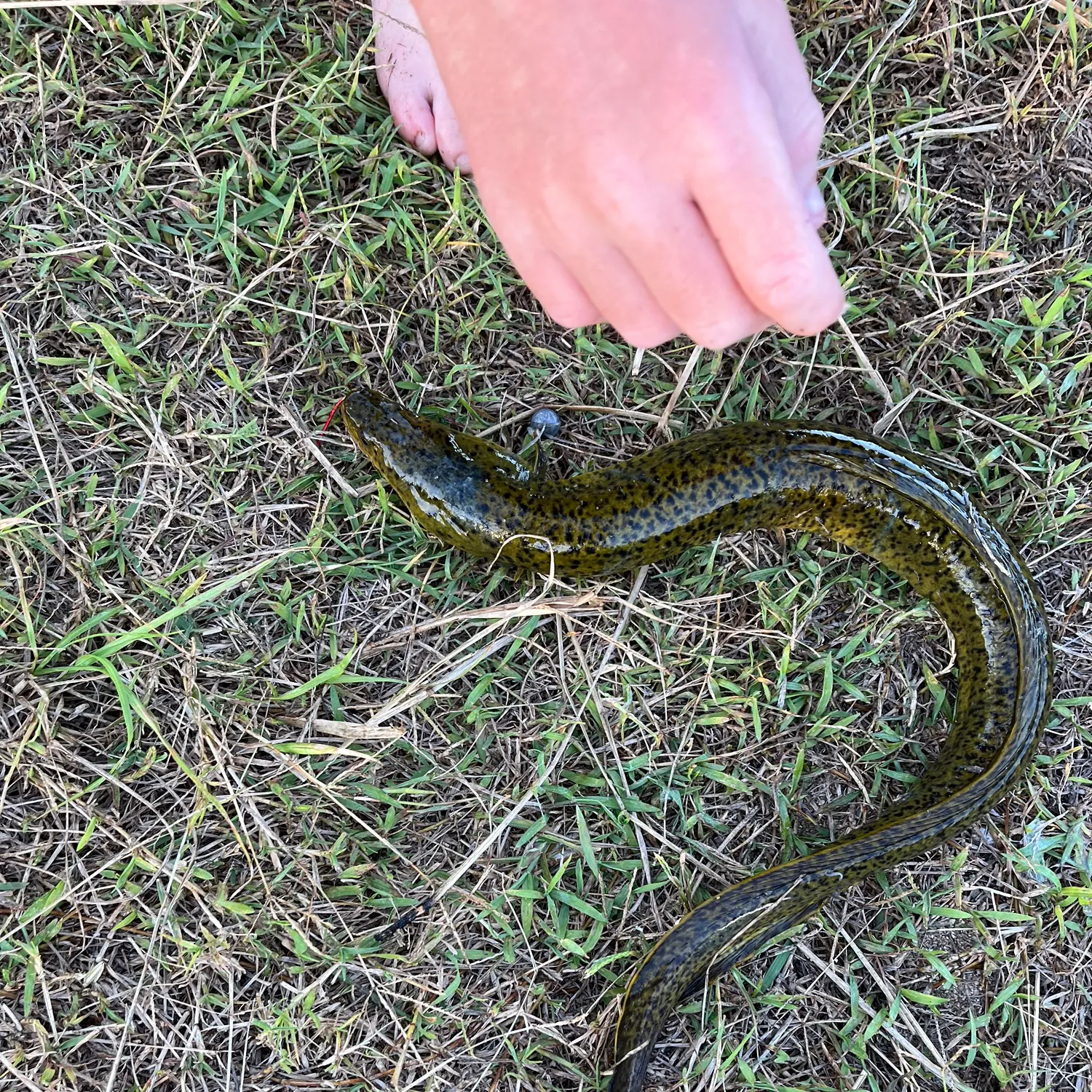 The most recent Speckled longfin eel catches on Fishbrain