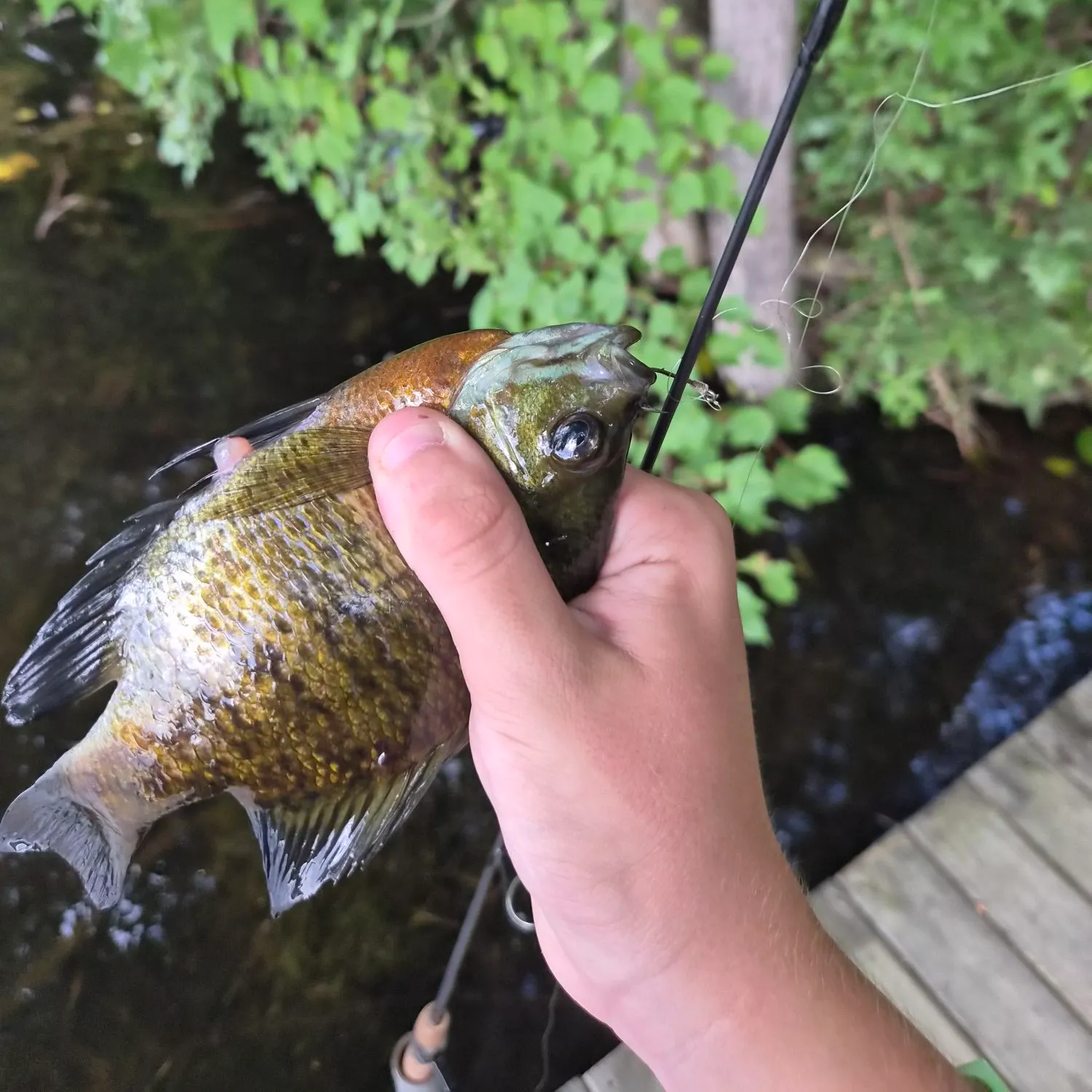 recently logged catches