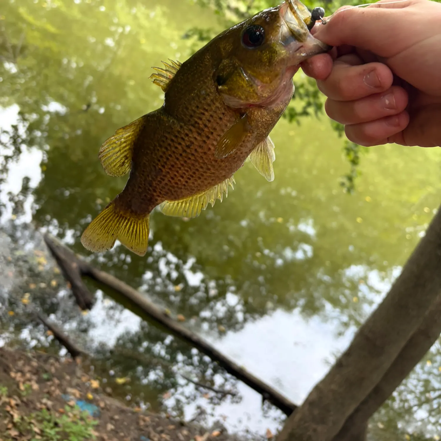 Rock bass caught on Fishbrain