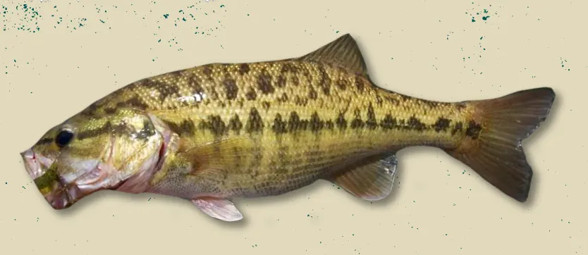 Meanmouth bass