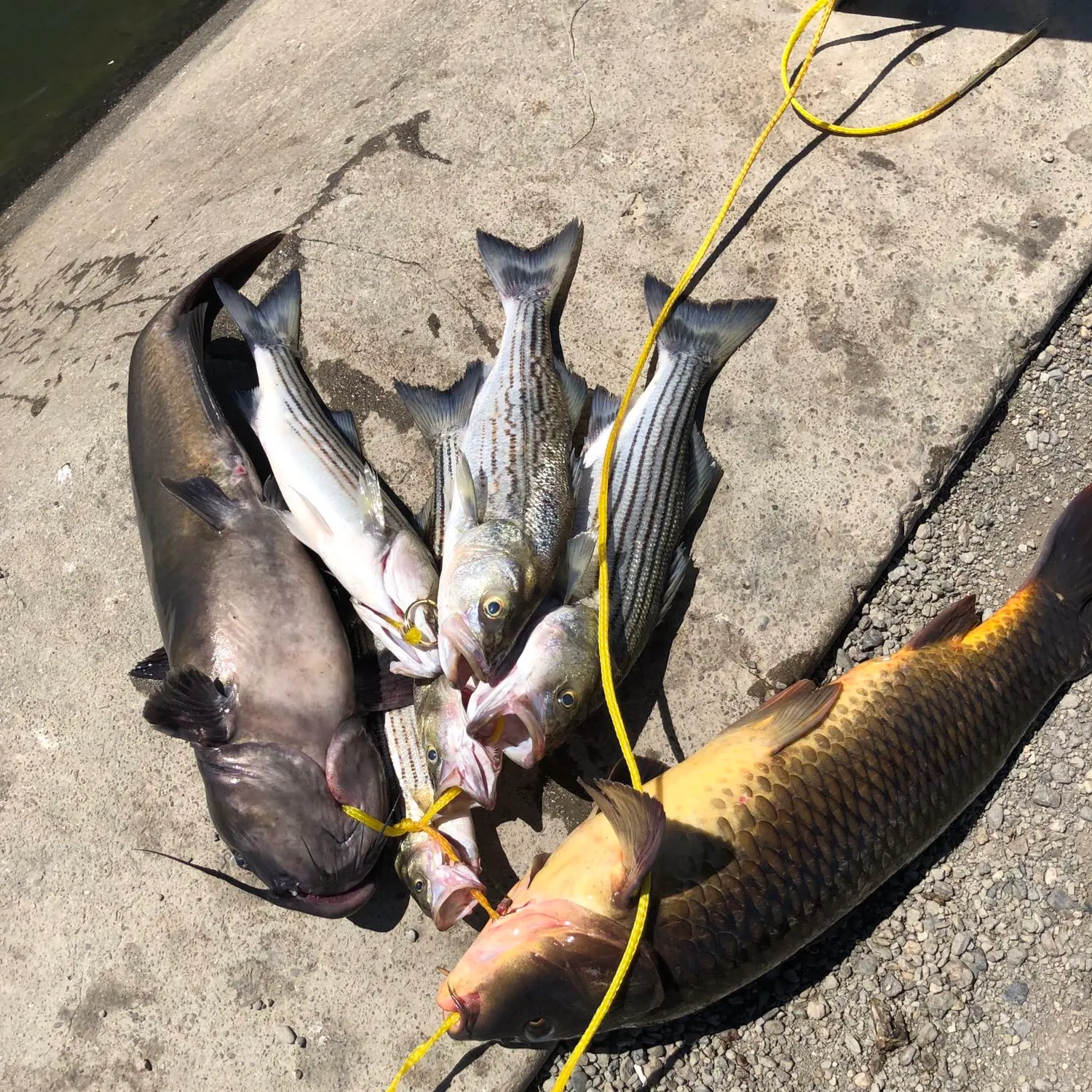 recently logged catches