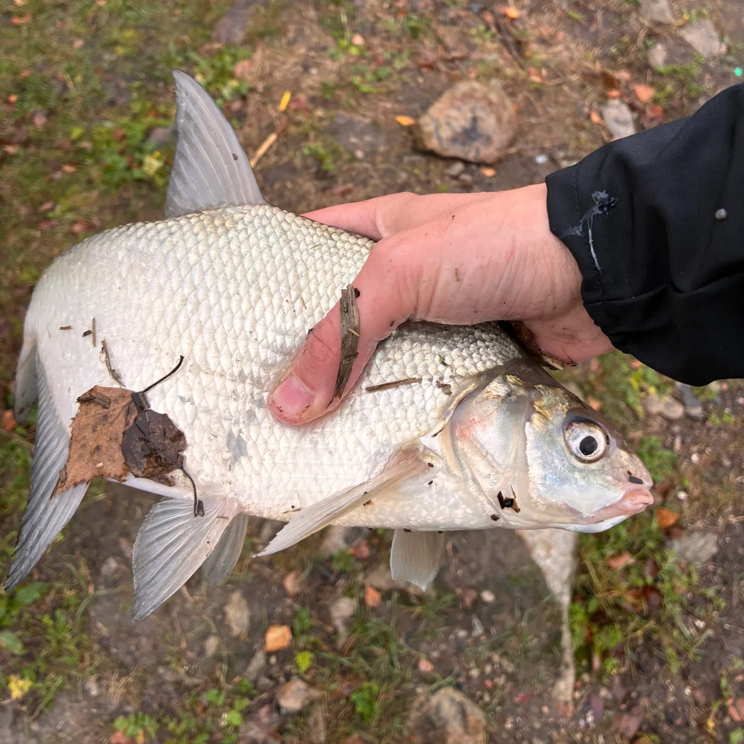 Common bream caught on Fishbrain