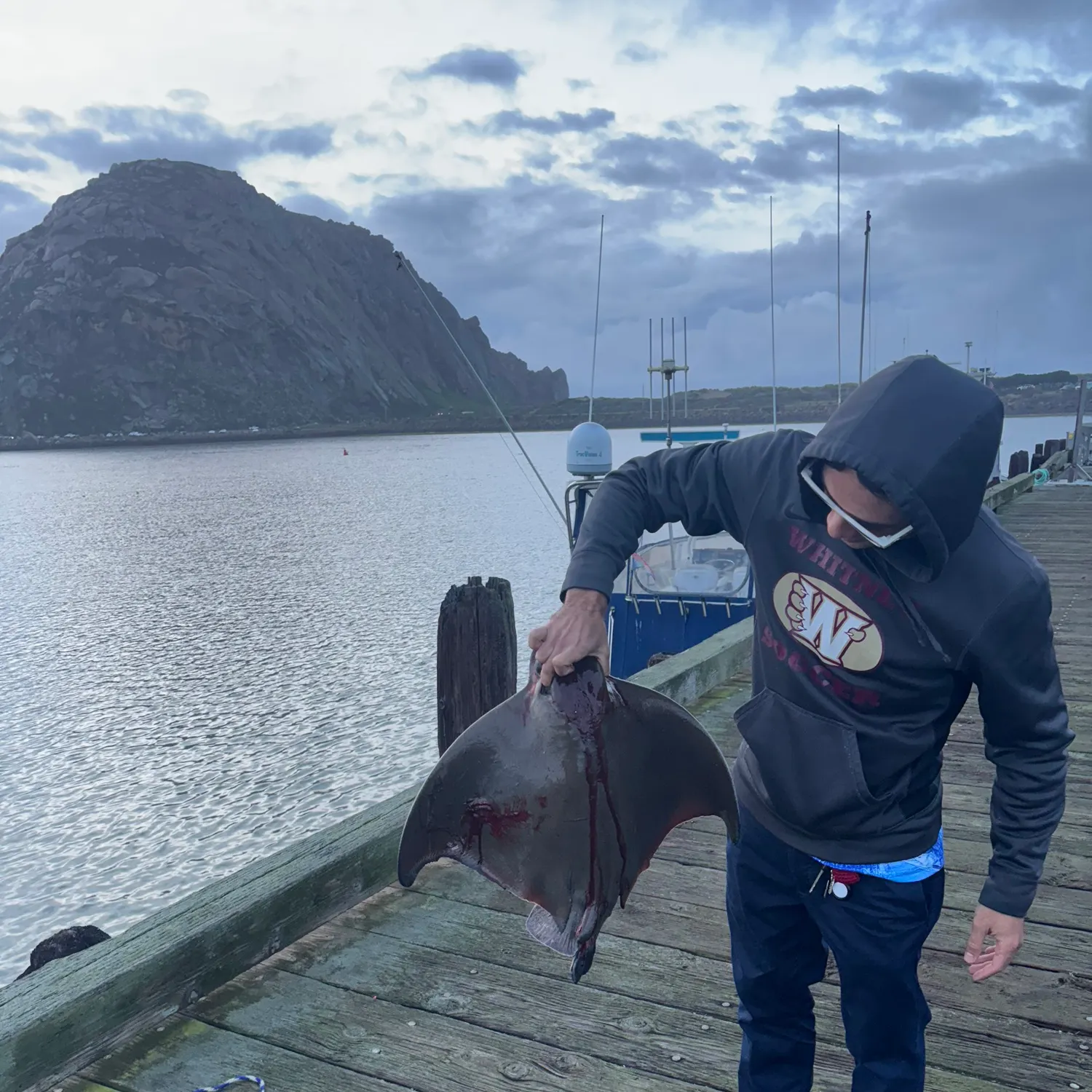 The most recent Bat eagle ray catches on Fishbrain