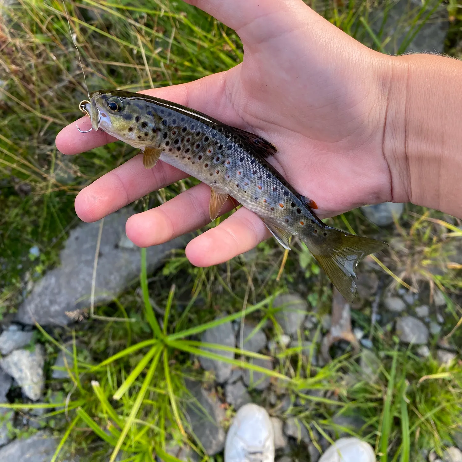 Brown trout caught on Fishbrain