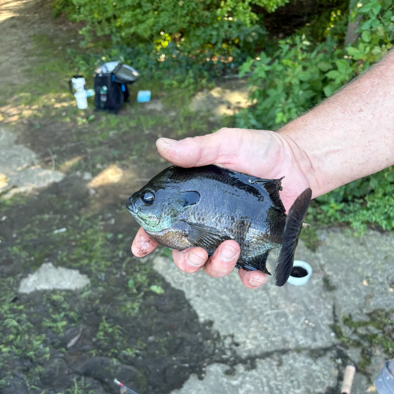 Bluegill caught on Fishbrain