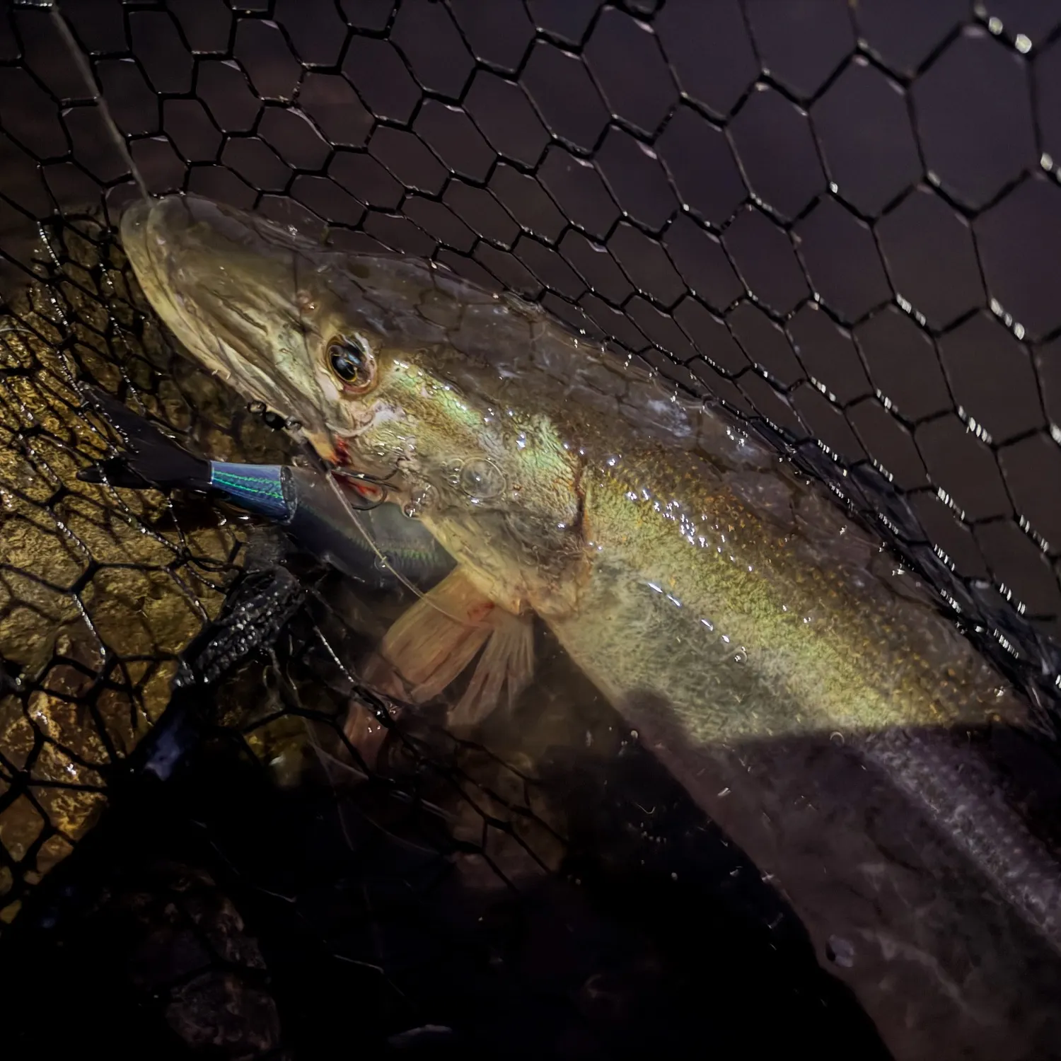 Muskie caught on Fishbrain
