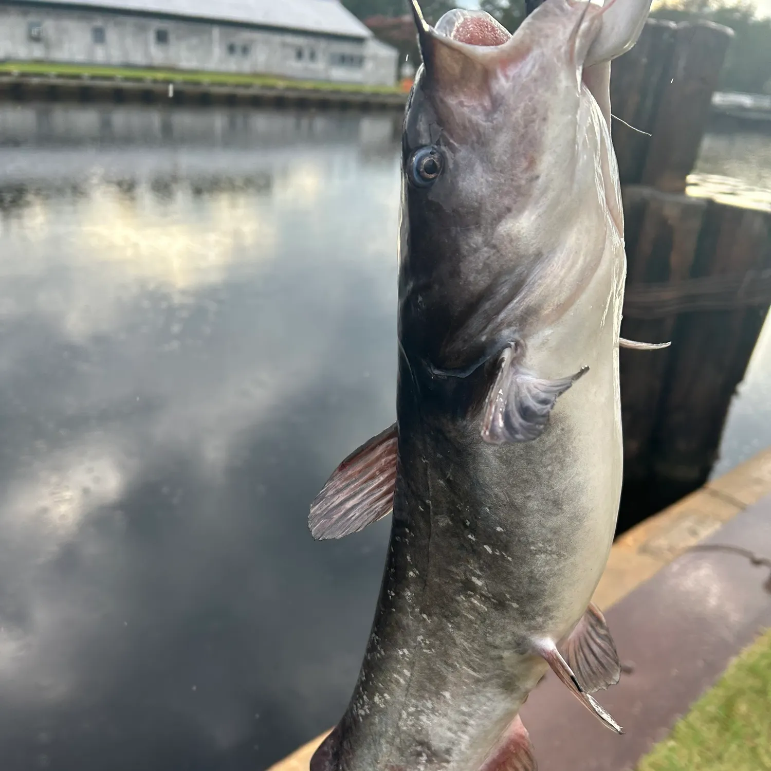 Blue catfish caught on Fishbrain