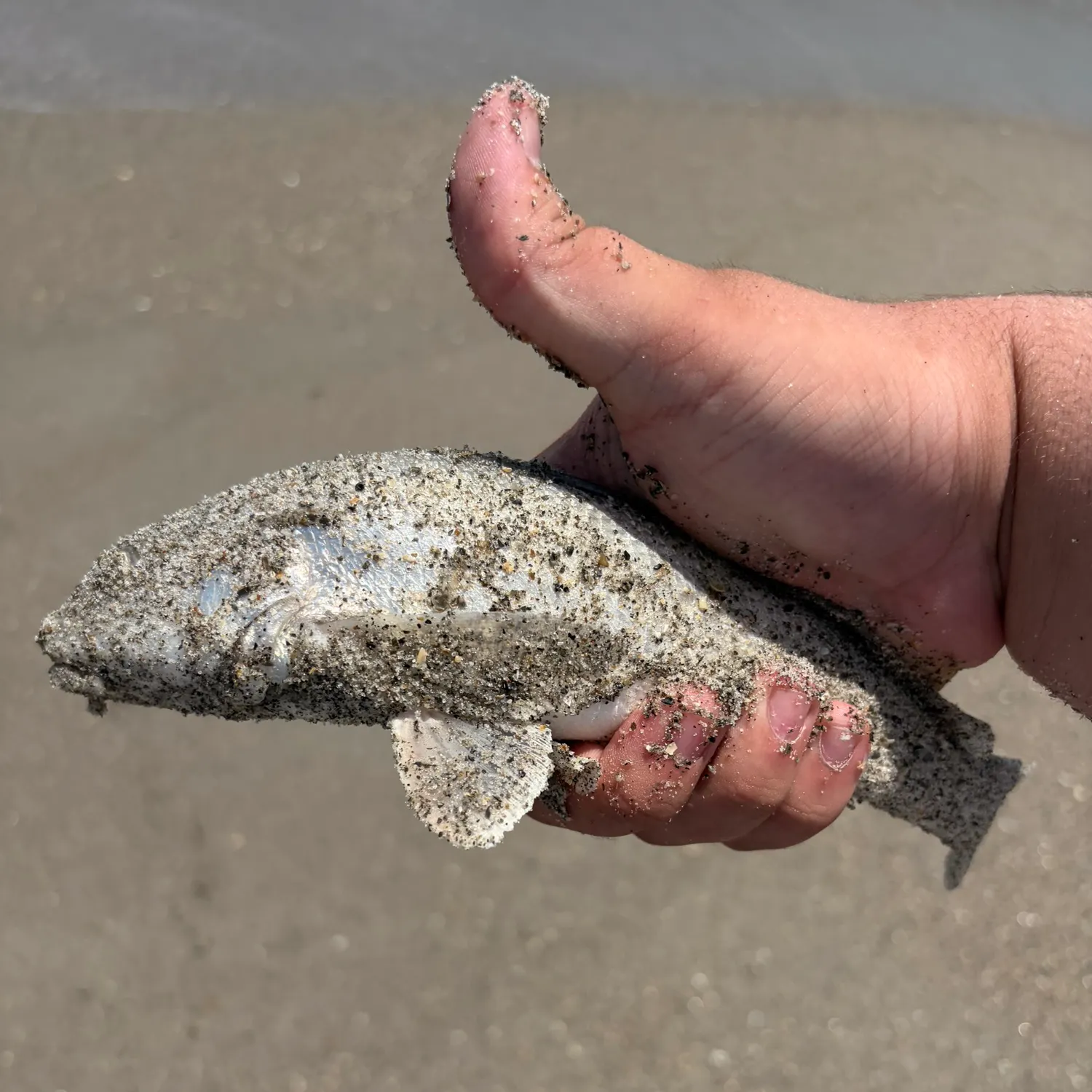 The most recent Pacific whiting catches on Fishbrain