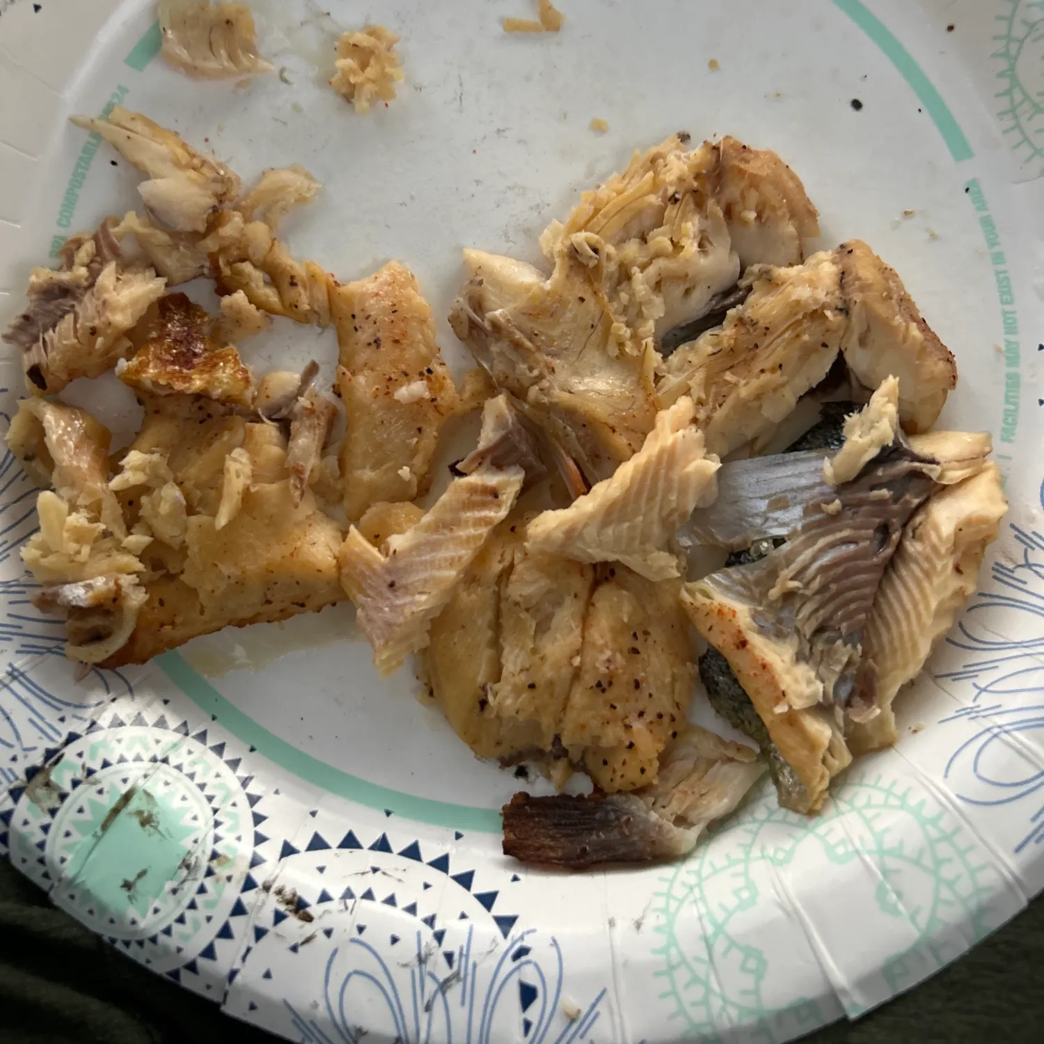 Rainbow trout caught on Fishbrain