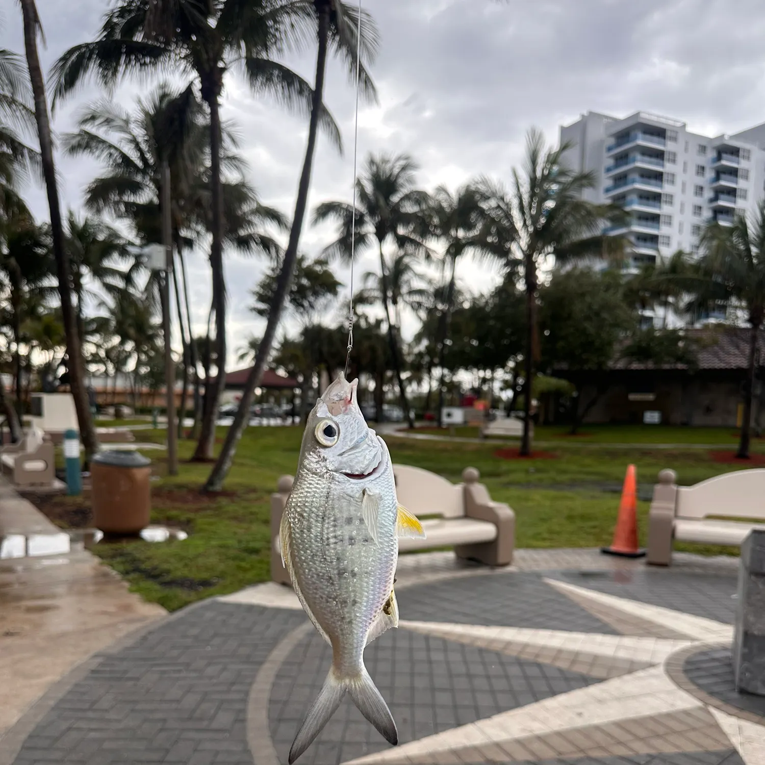 The most popular recent Yellowfin mojarra catch on Fishbrain