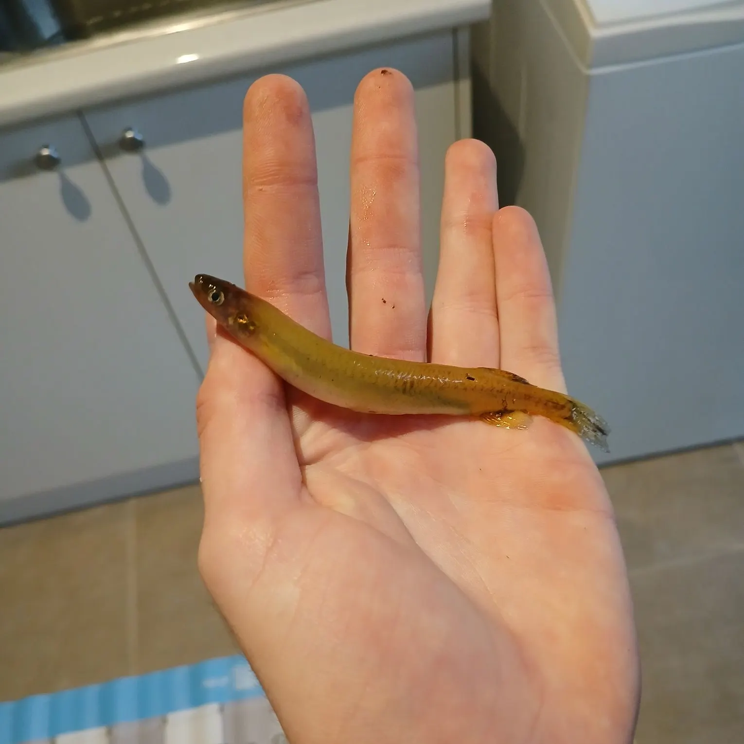 The most recent Western galaxias catches on Fishbrain