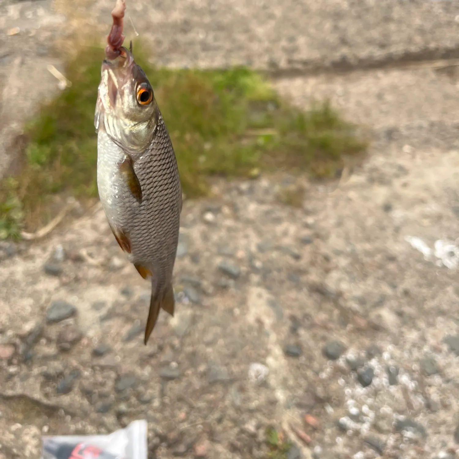Common roach caught on Fishbrain