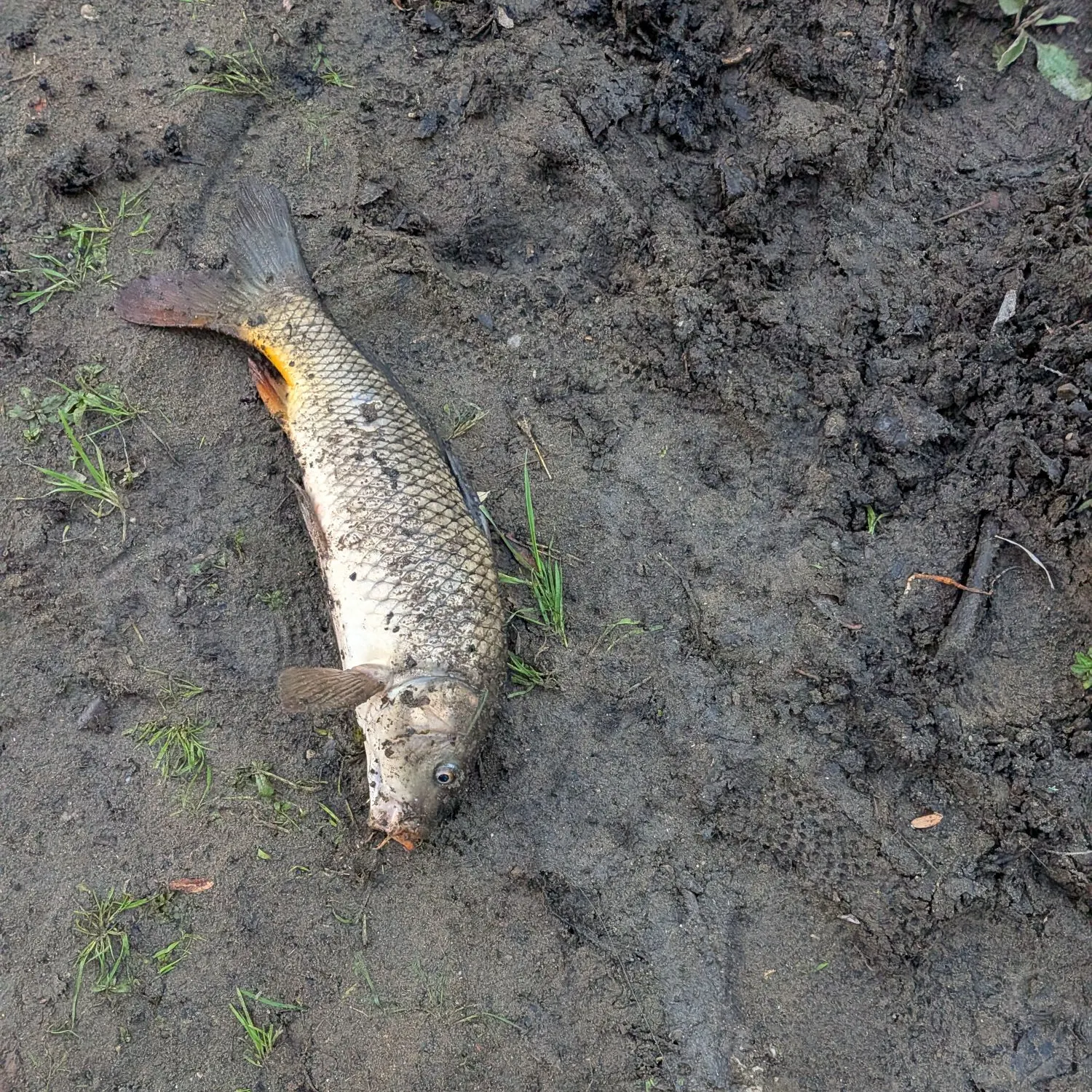 Common carp caught on Fishbrain
