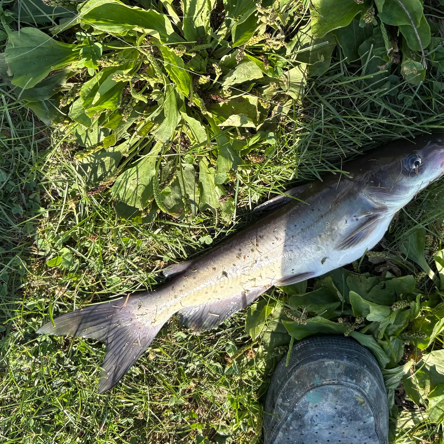 Channel catfish caught on Fishbrain