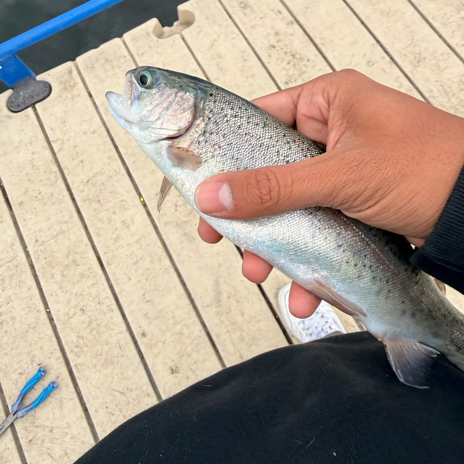 Steelhead caught on Fishbrain