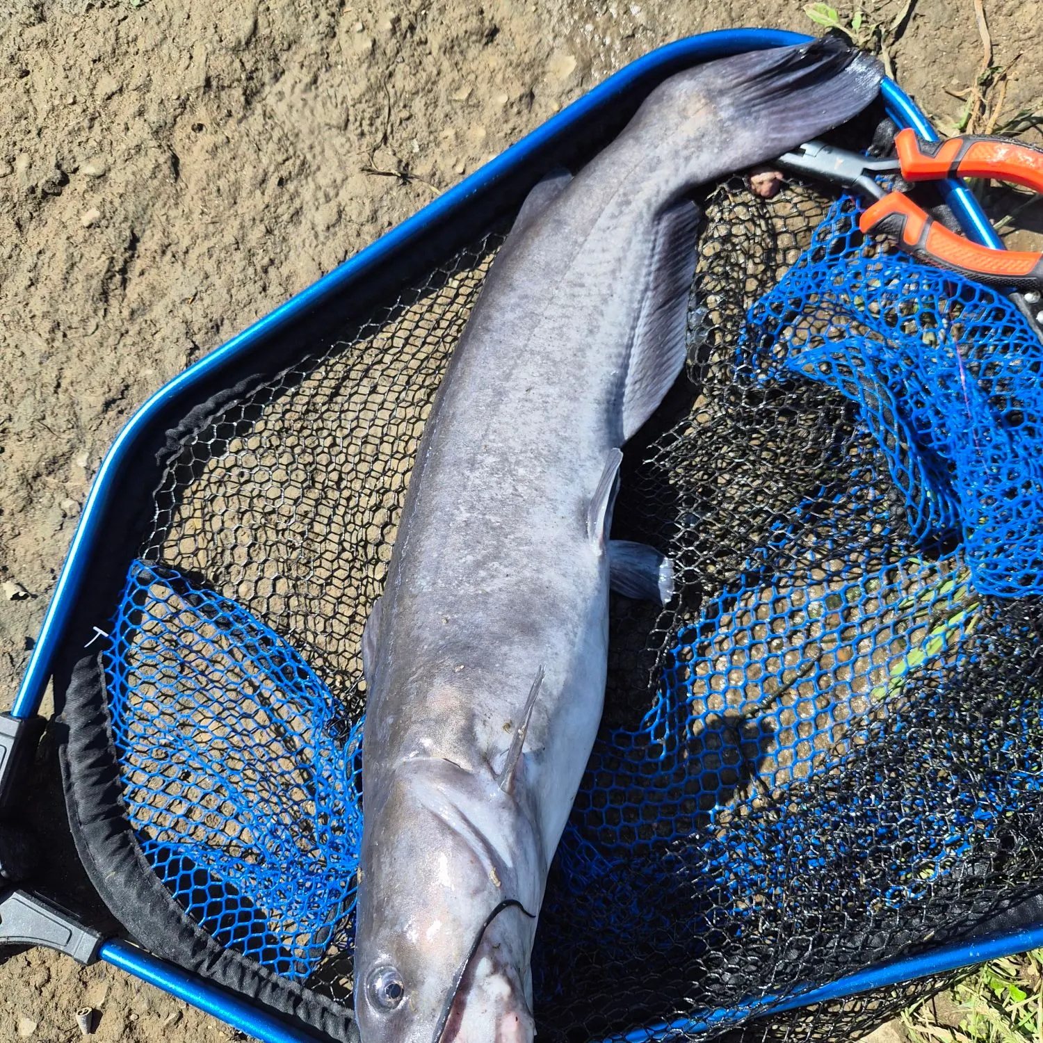 Channel catfish caught on Fishbrain