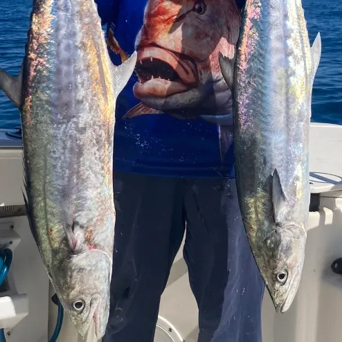 The most recent Australian spotted mackerel catches on Fishbrain