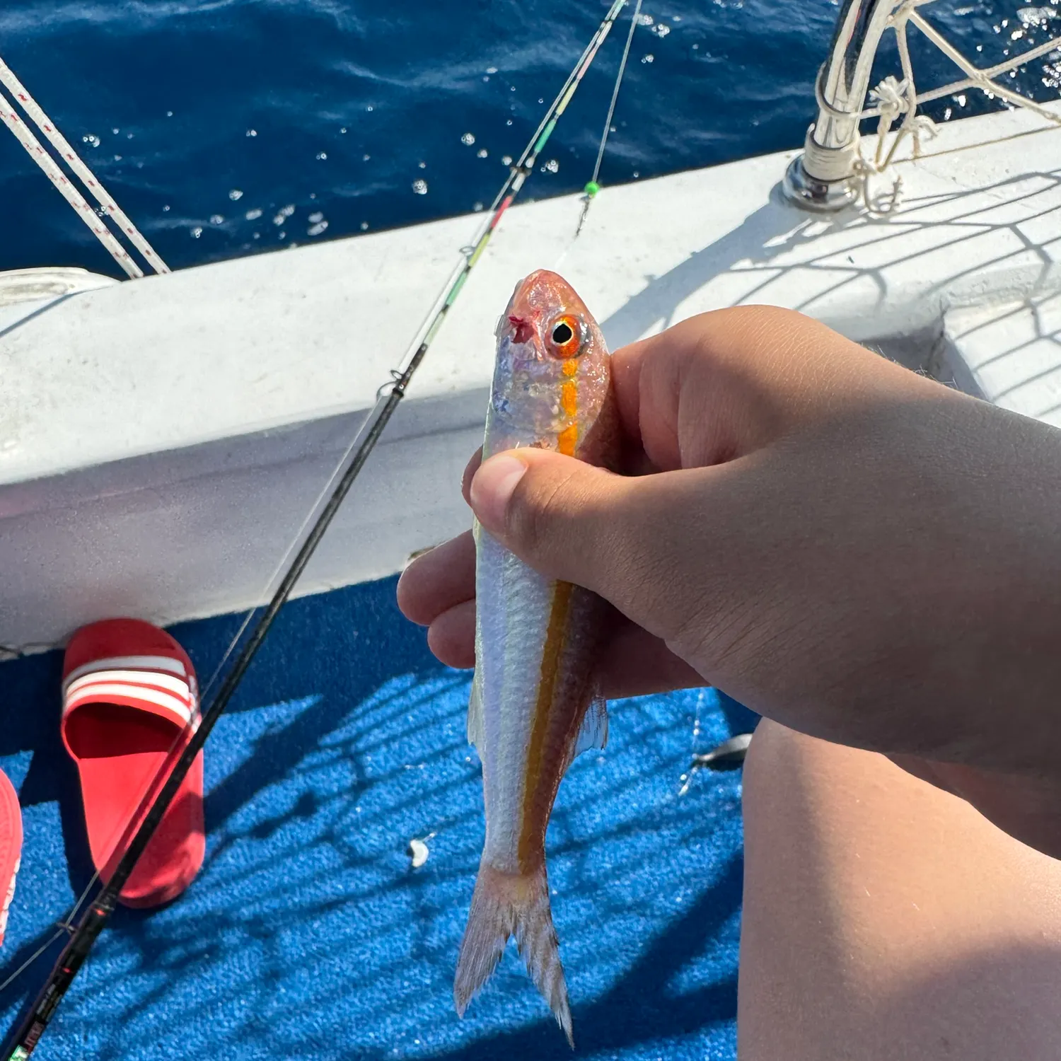 The most recent Striped red mullet catches on Fishbrain